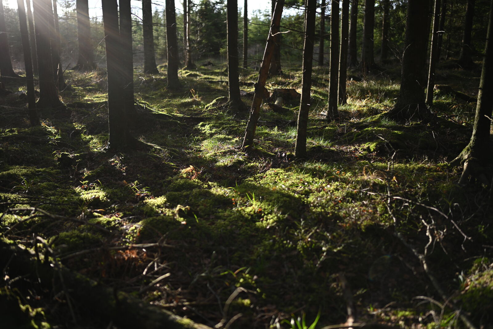 Nikon Nikkor Z 35mm F1.8 S sample photo. Good morning forest photography