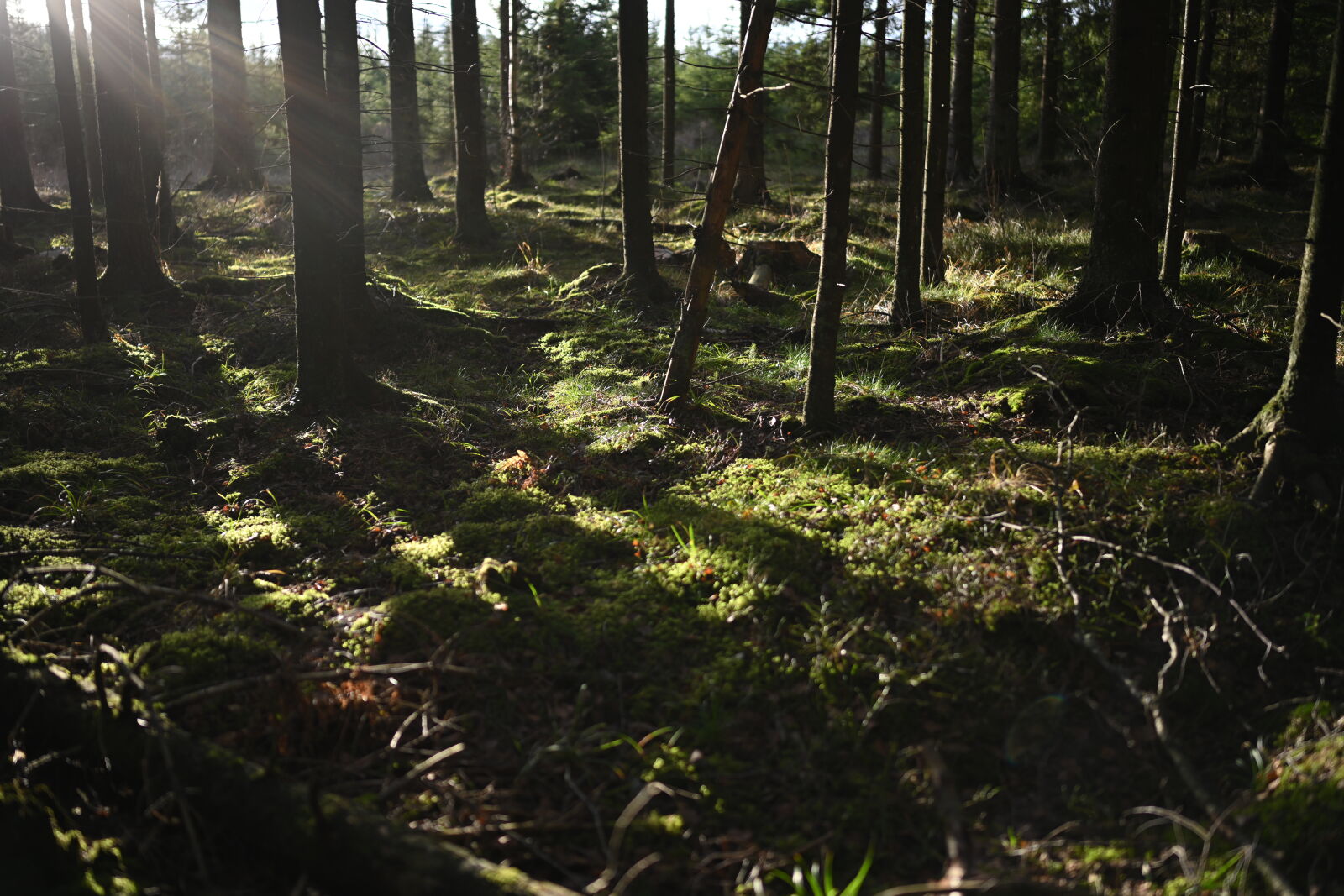 Nikon Z7 sample photo. Good morning forest photography