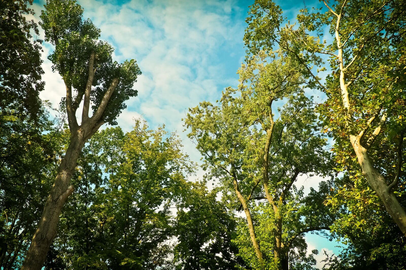 Olympus OM-D E-M10 sample photo. Trees, birch, nature photography