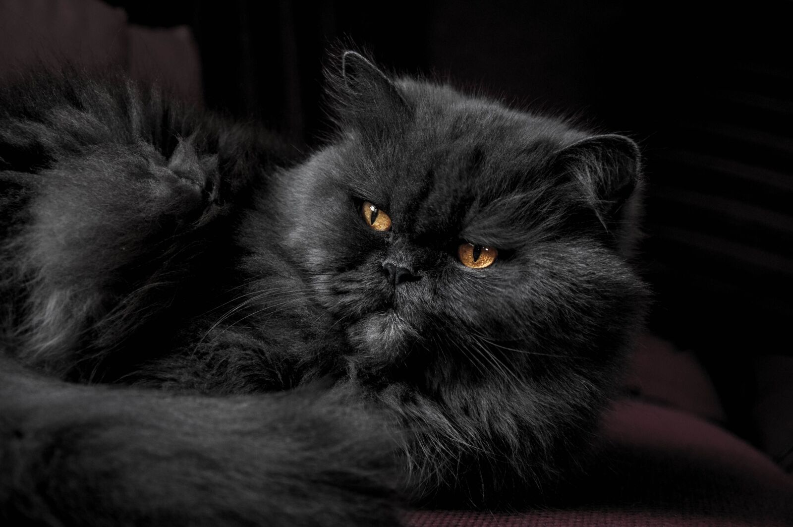 Nikon D90 sample photo. Animal, cat, cute photography
