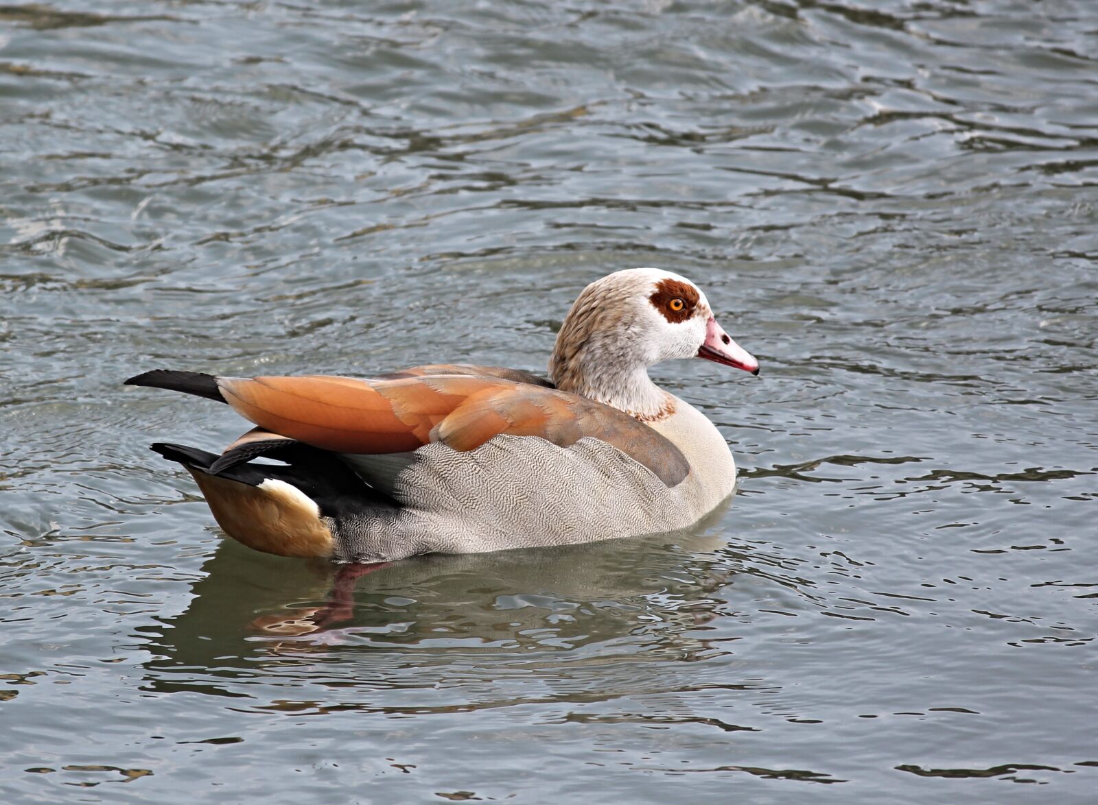 Canon EOS 1100D (EOS Rebel T3 / EOS Kiss X50) sample photo. Nilgans, water bird, alopochen photography