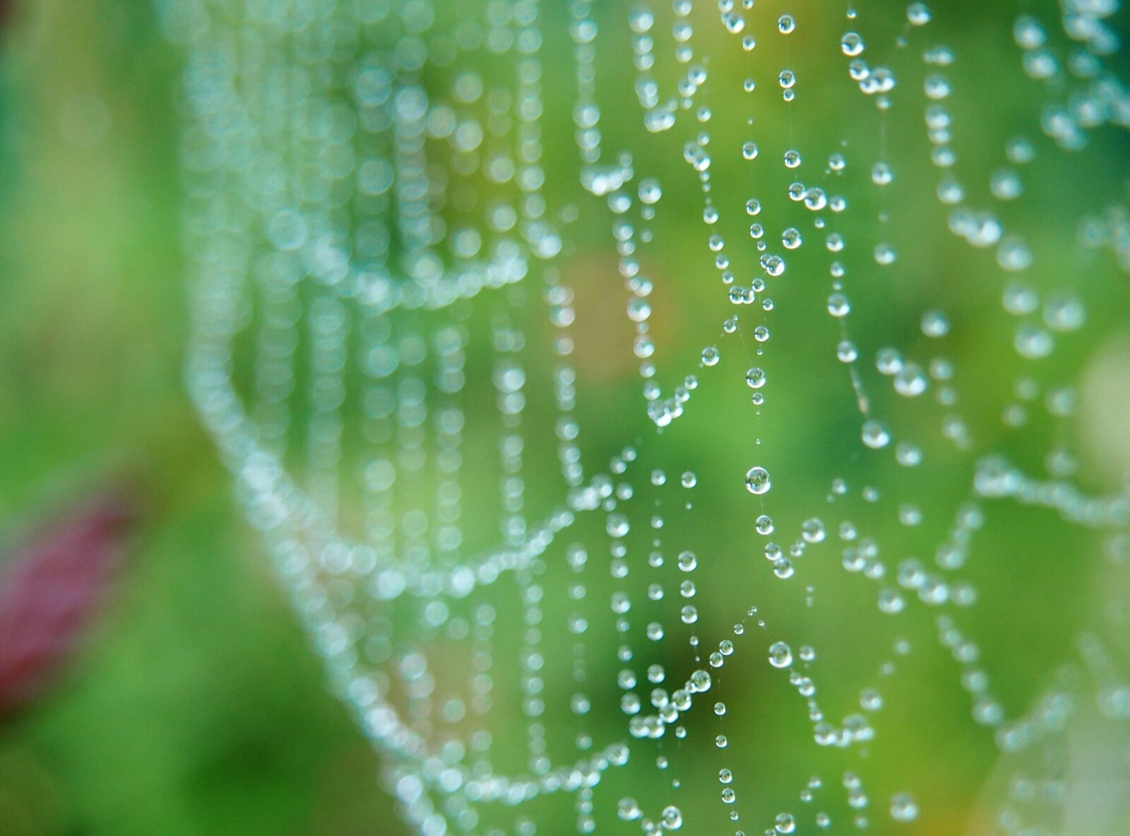 Olympus OM-D E-M10 sample photo. Cobweb, morgentau, web photography