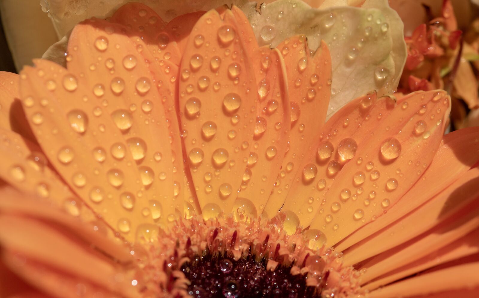 Canon EOS 750D (EOS Rebel T6i / EOS Kiss X8i) sample photo. Gerbera, drip, wet photography