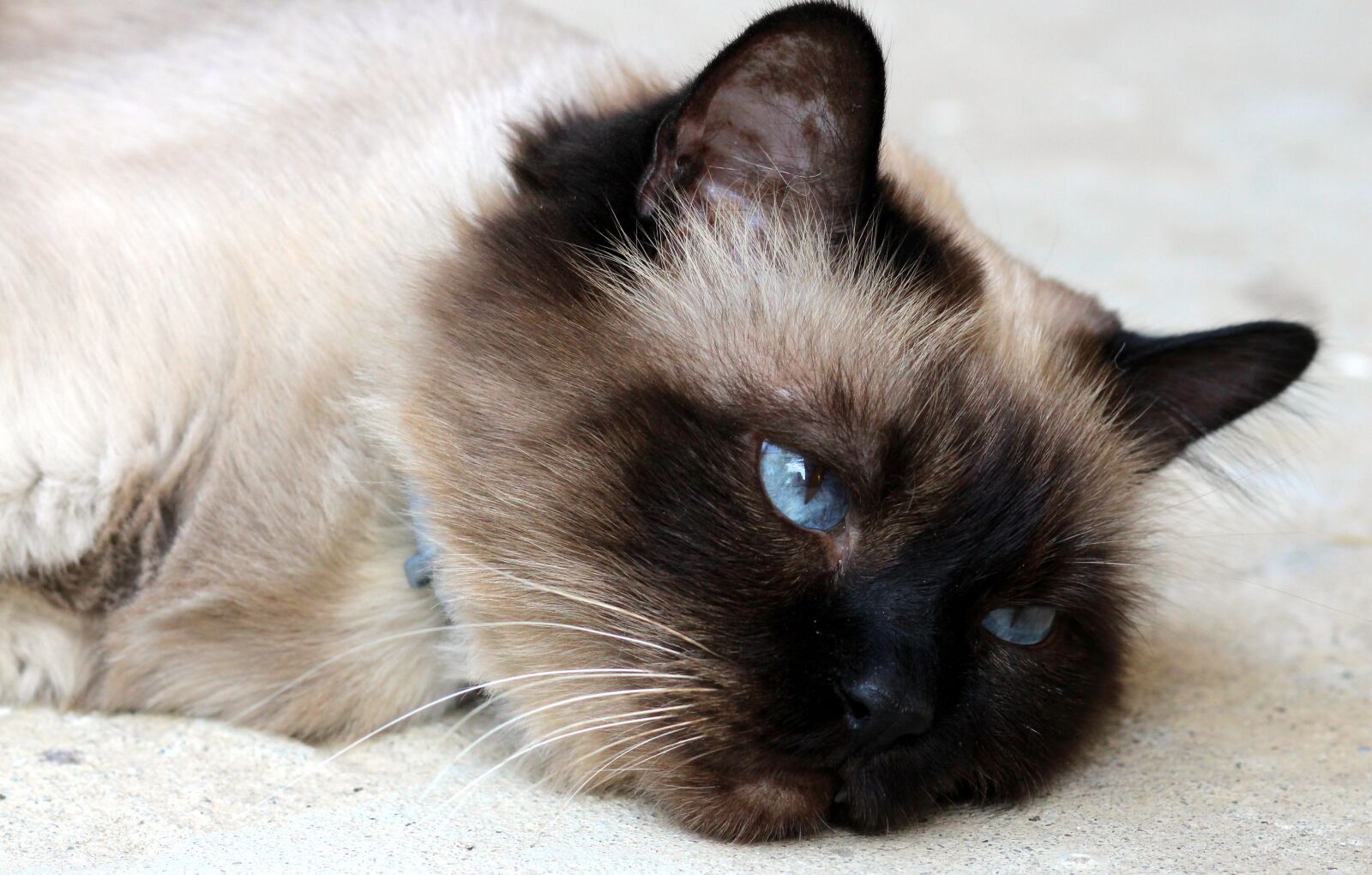 Canon EOS 700D (EOS Rebel T5i / EOS Kiss X7i) + Canon EF 85mm F1.8 USM sample photo. Cat, burmese, tired photography