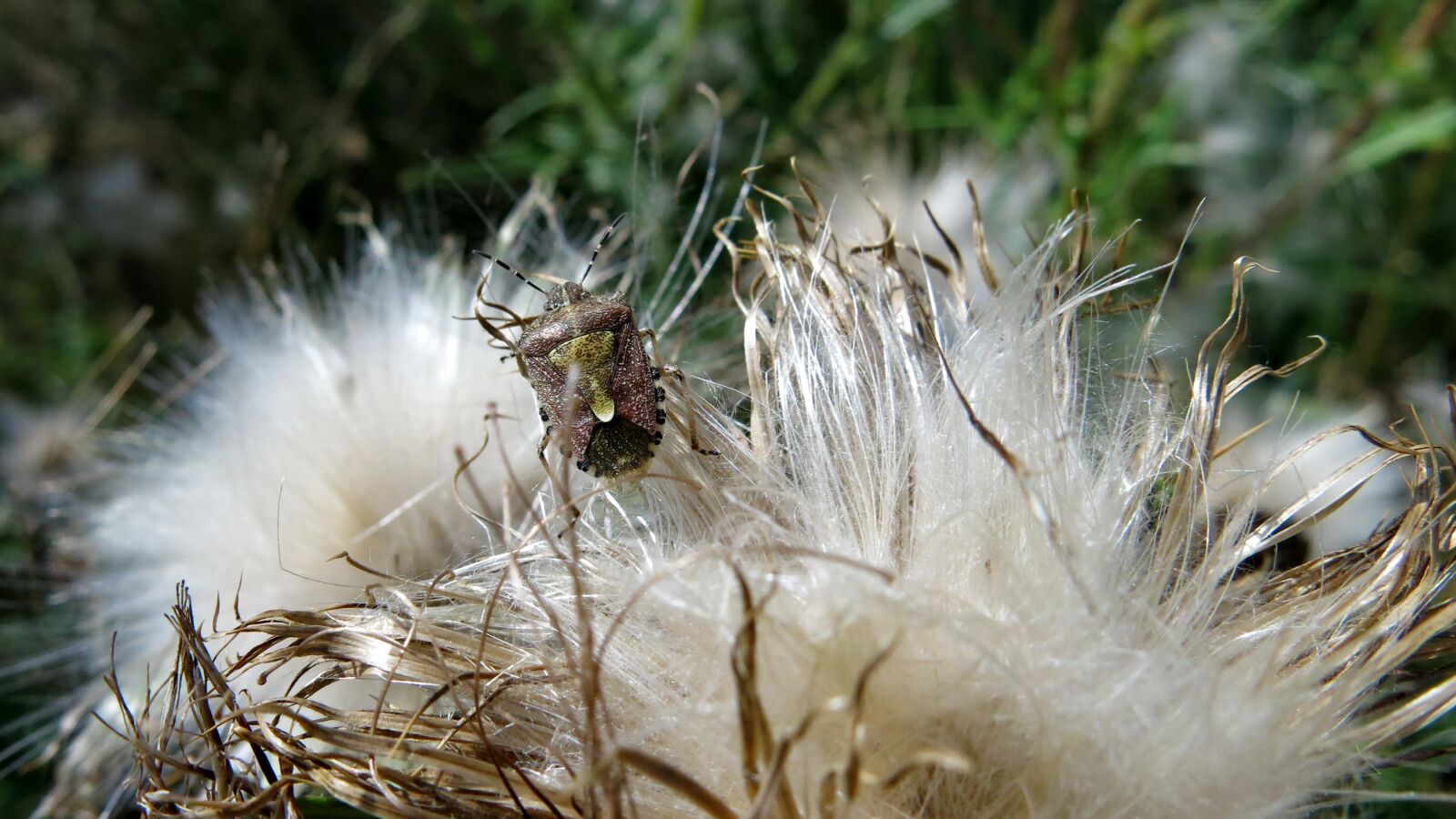 Canon PowerShot G15 sample photo. Berries bug, dolycoris baccarum photography
