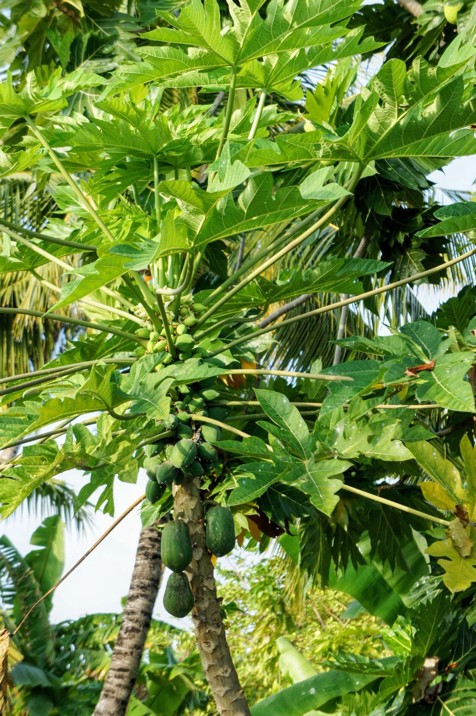 Sony Alpha NEX-5 sample photo. Papaya, papaya tree, tree photography