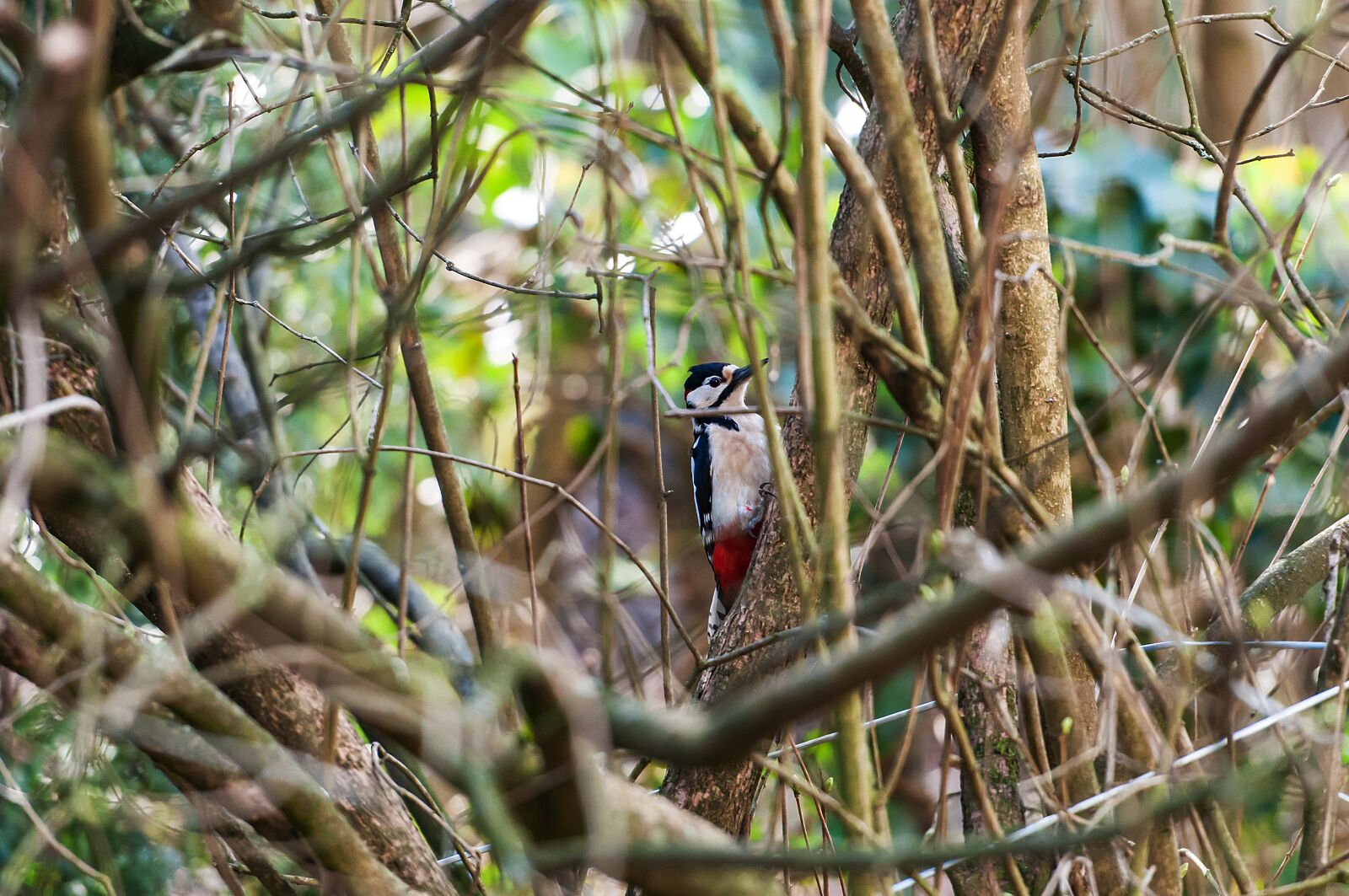 Nikon D5000 sample photo. Bird, nature, tree photography