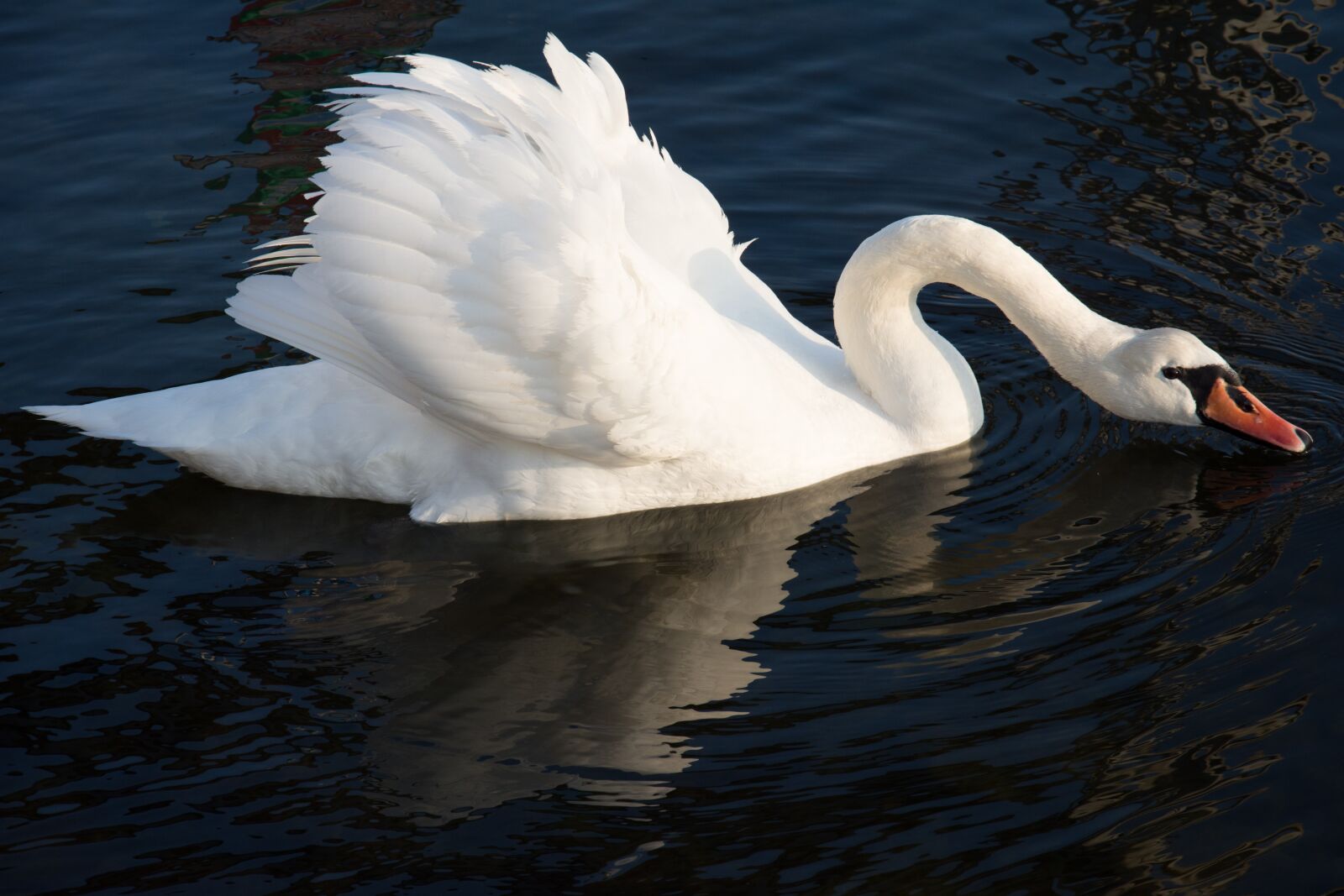 Nikon D7200 sample photo. Swan, sea, nature photography