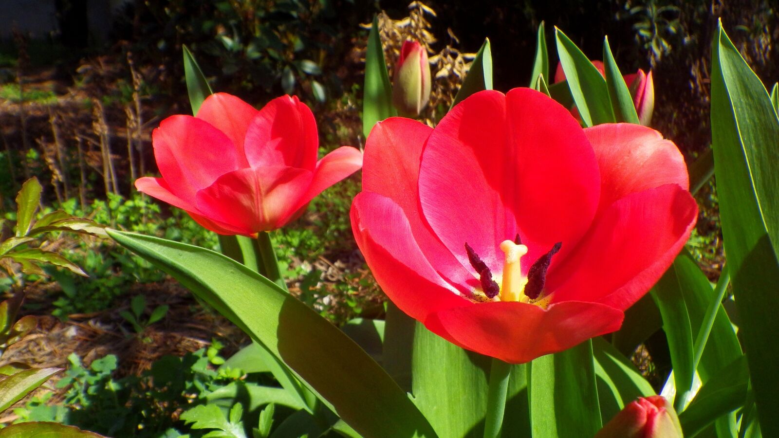 Pentax Optio WG-2 sample photo. Flower, plant, nature photography
