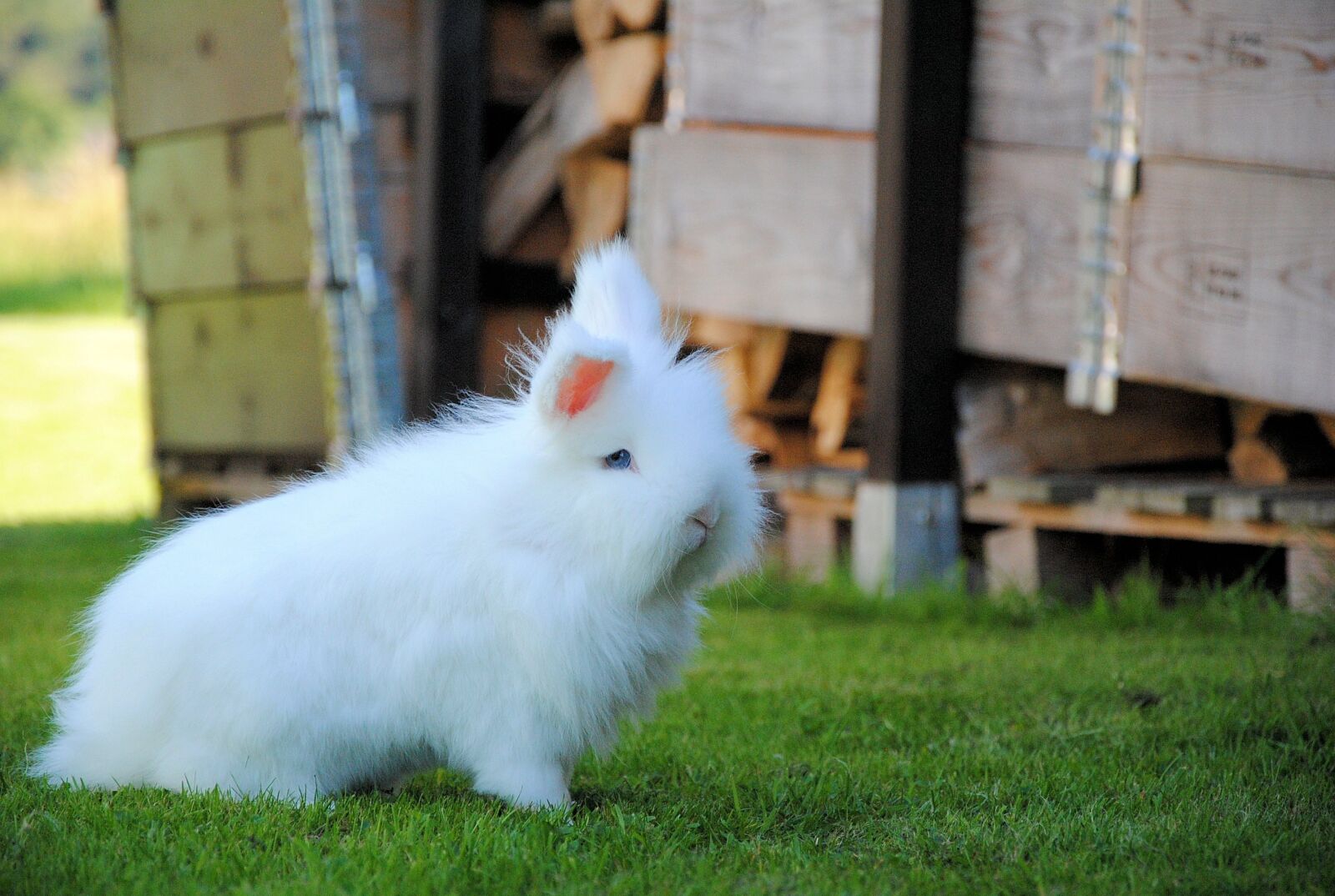 Nikon D3000 sample photo. Hare, animal, nature photography