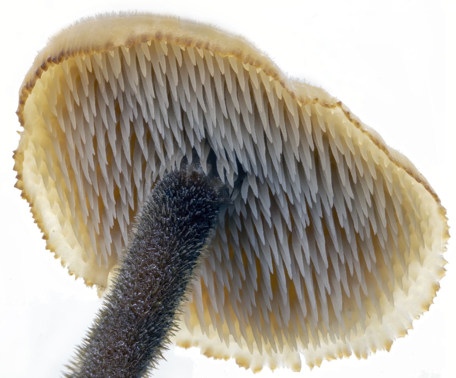 Canon MP-E 65mm F2.5 1-5x Macro Photo sample photo. Earpick-fungus, tiny, macro photography