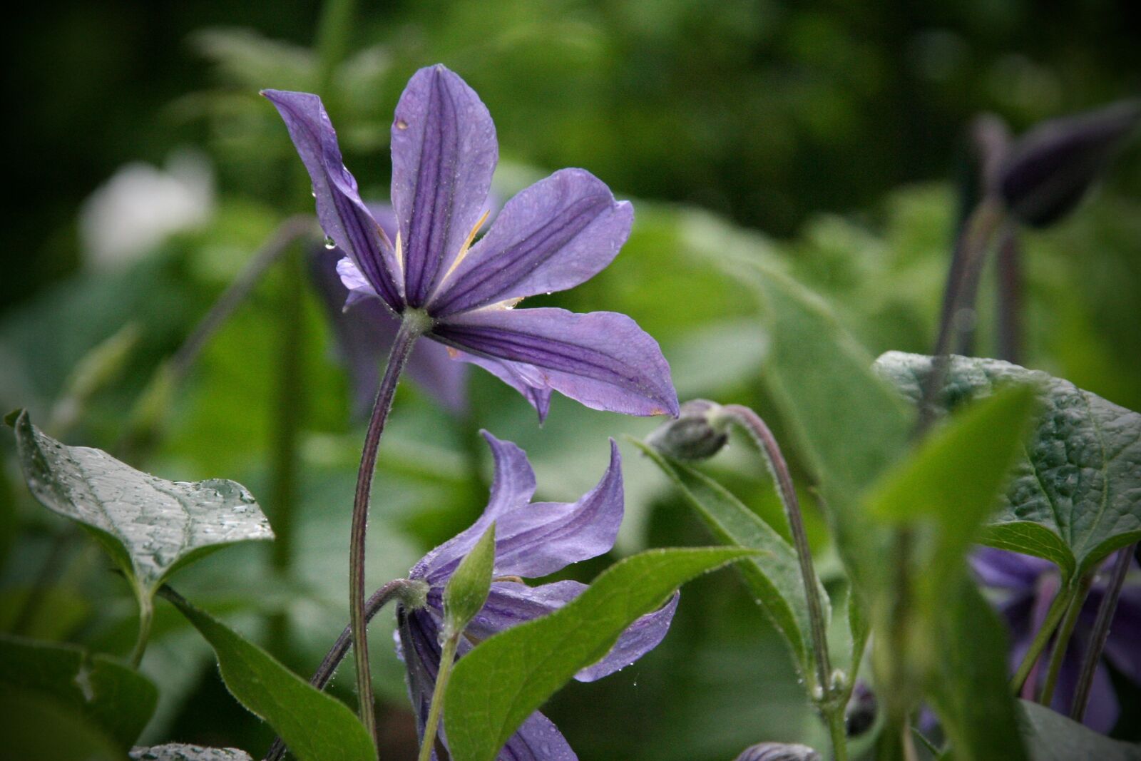 Canon EOS 350D (EOS Digital Rebel XT / EOS Kiss Digital N) sample photo. Nature, plant, flower photography