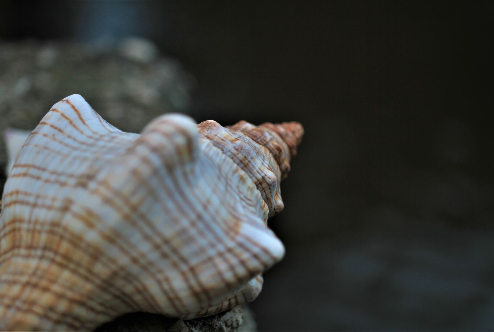 Canon EOS 7D sample photo. Shell, pattern, contrast photography
