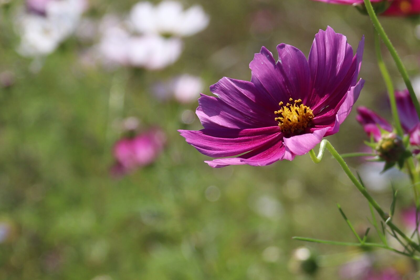 Canon EOS 800D (EOS Rebel T7i / EOS Kiss X9i) + Canon EF-S 18-200mm F3.5-5.6 IS sample photo. Cosmos, flowers, wallpaper photography