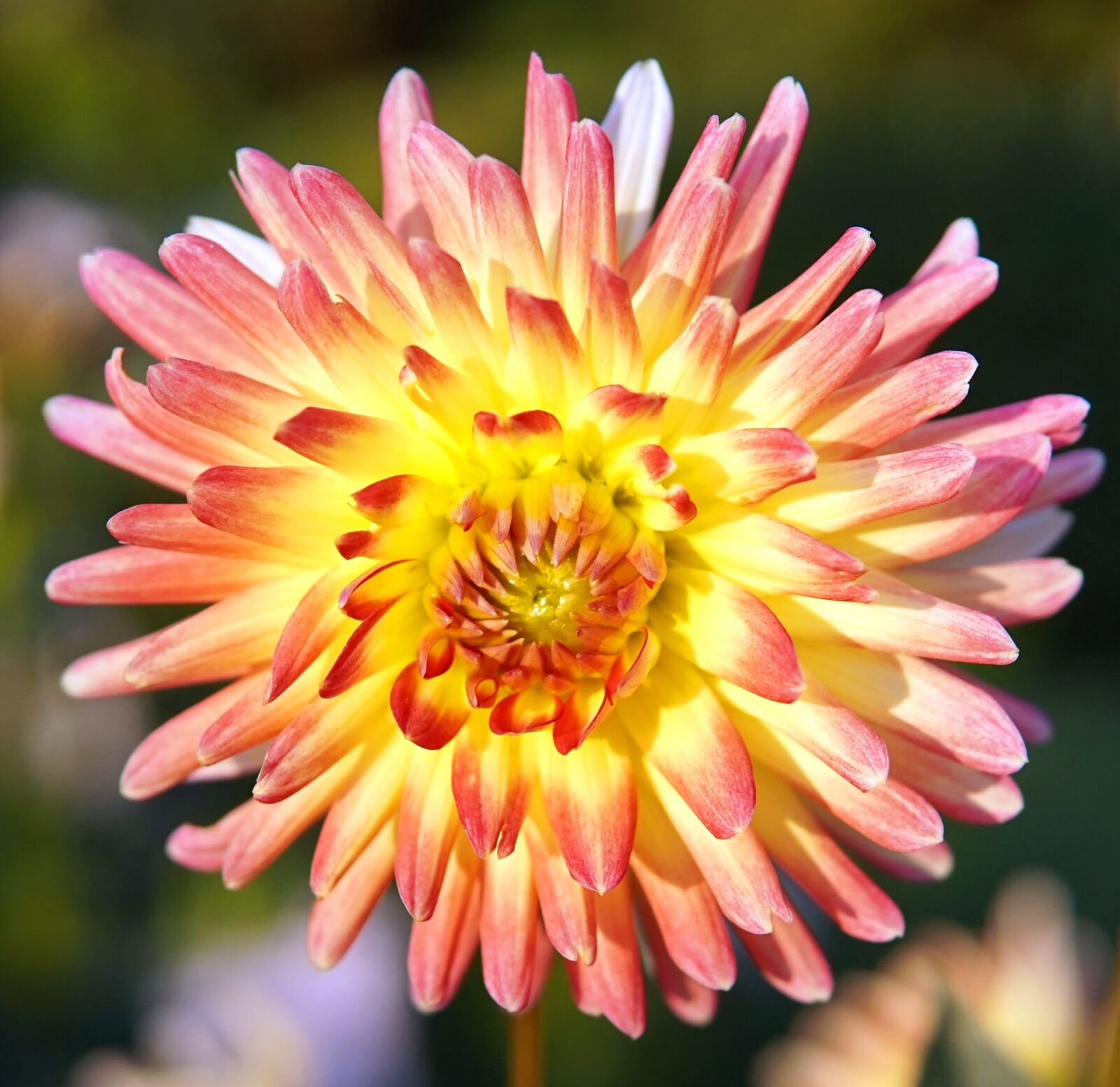 Sony Alpha a5000 (ILCE 5000) + Sigma 30mm F1.4 DC DN | C sample photo. Dahlia, blossom, bloom photography