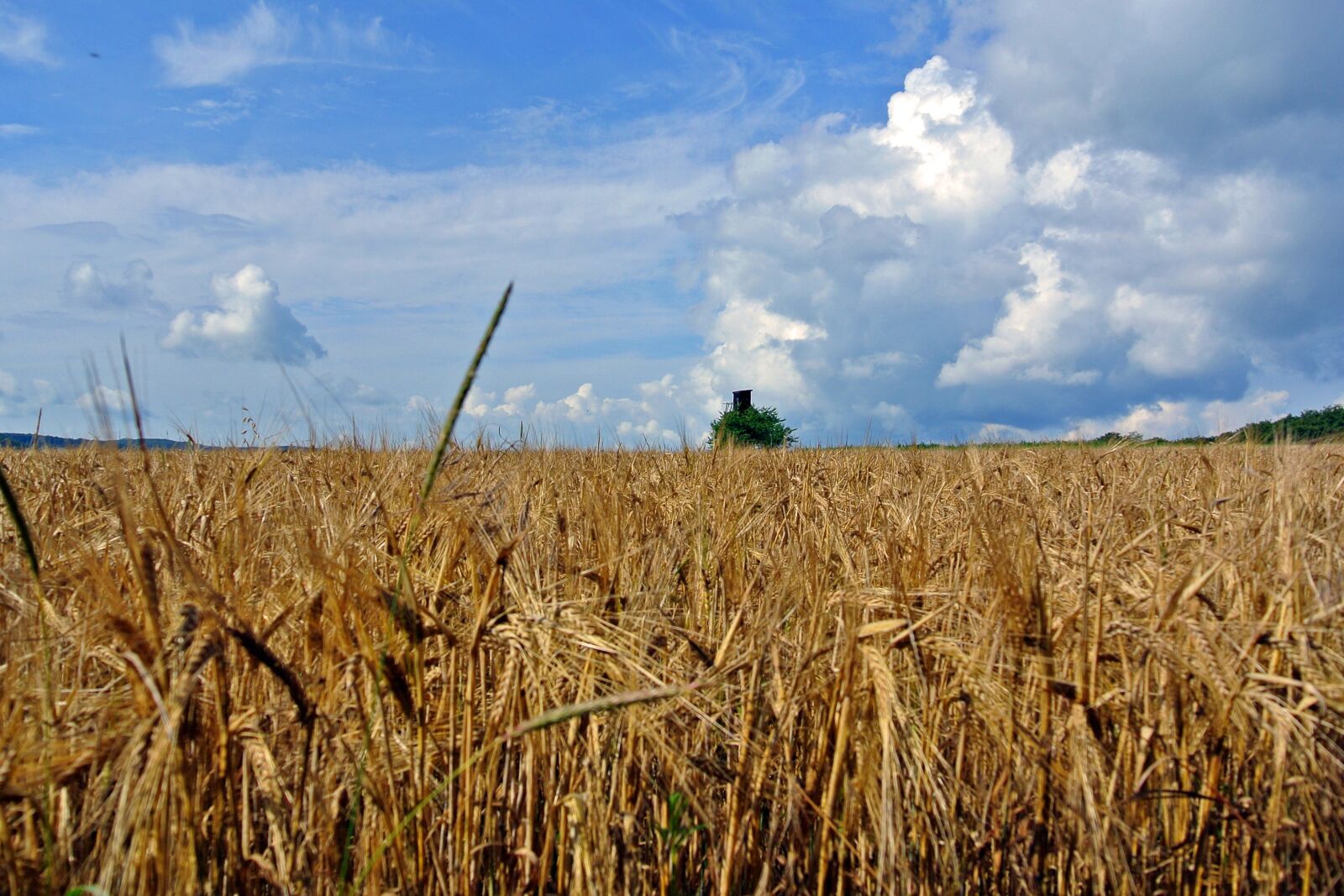 Nikon 1 Nikkor VR 10-30mm F3.5-5.6 sample photo. Cereals, fields, clouds photography