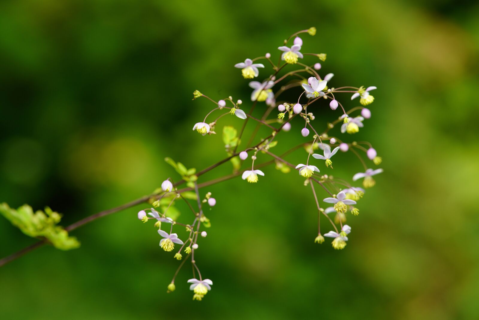 Canon EF 300mm F4L IS USM sample photo. Bee, butterfly, flower photography