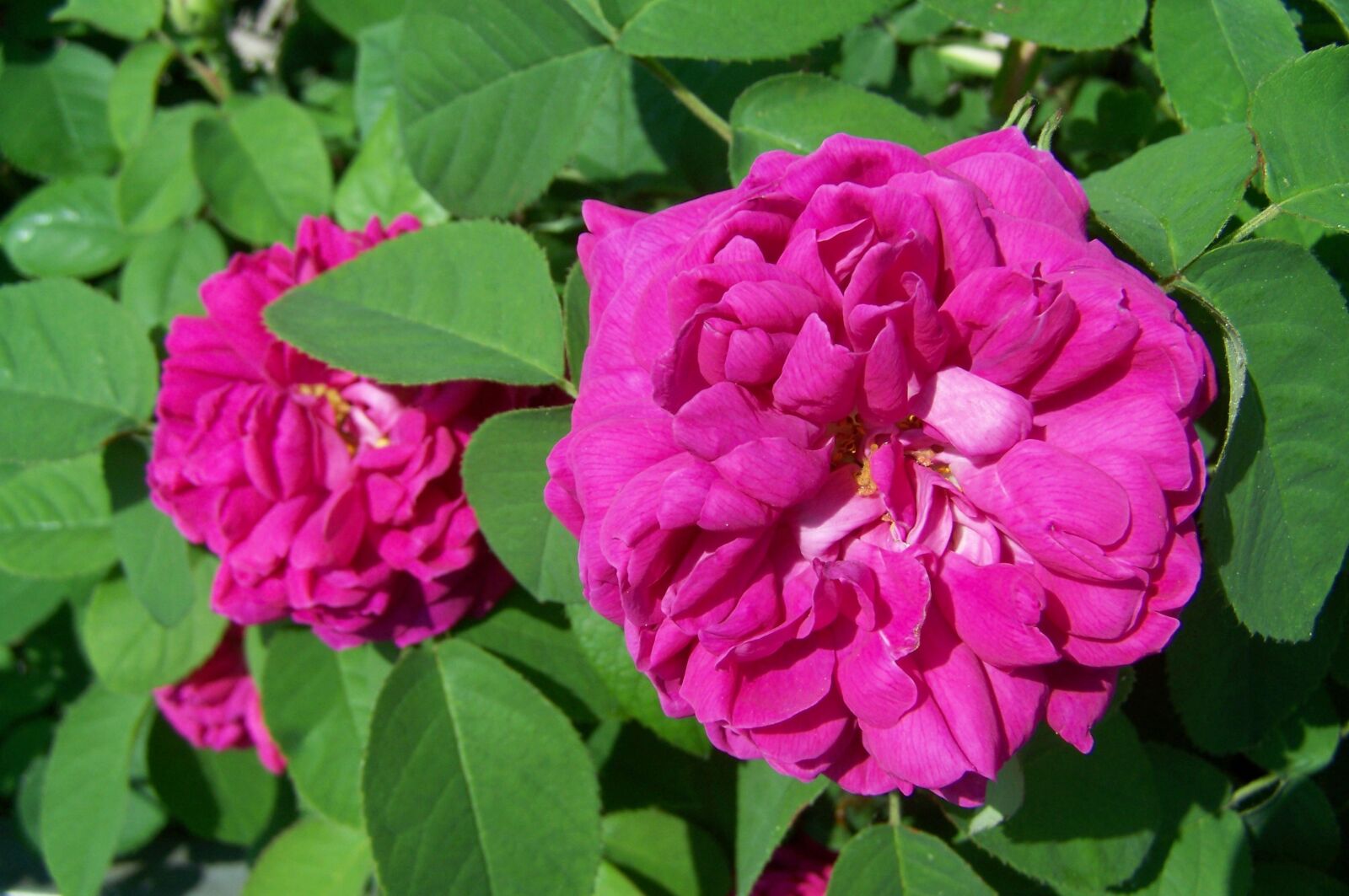 Kodak EASYSHARE ZD710 ZOOM DIGITAL CAMERA sample photo. Rose, flower garden photography