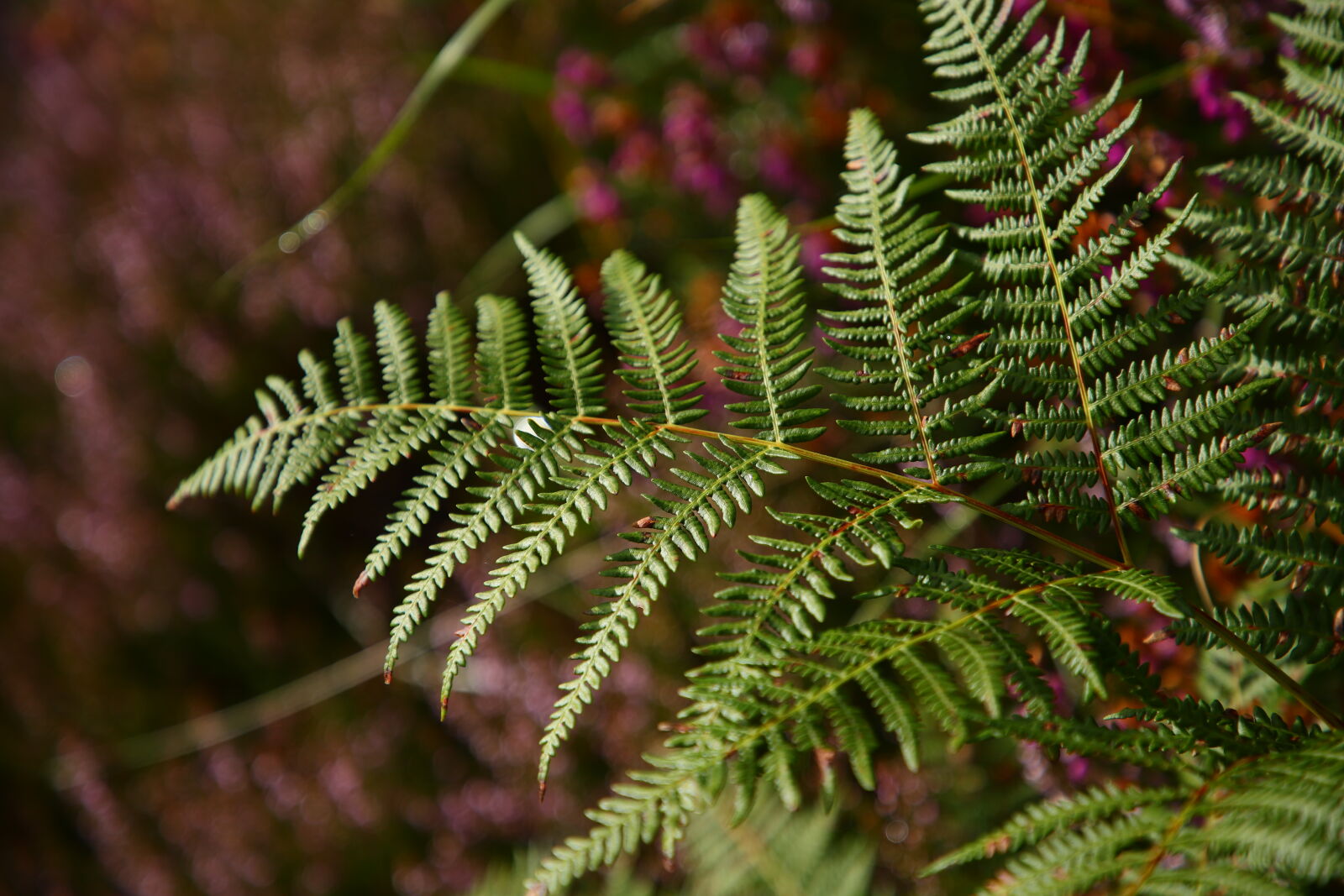 Canon EOS 6D Mark II sample photo