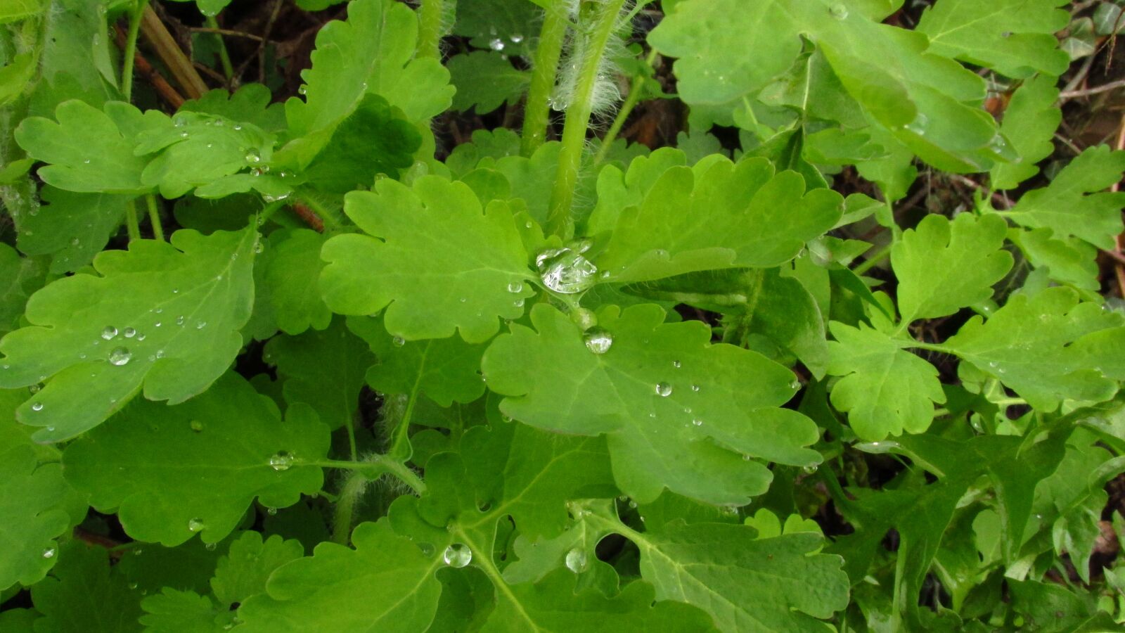 Canon PowerShot SX160 IS sample photo. Nature, rosa, drops photography