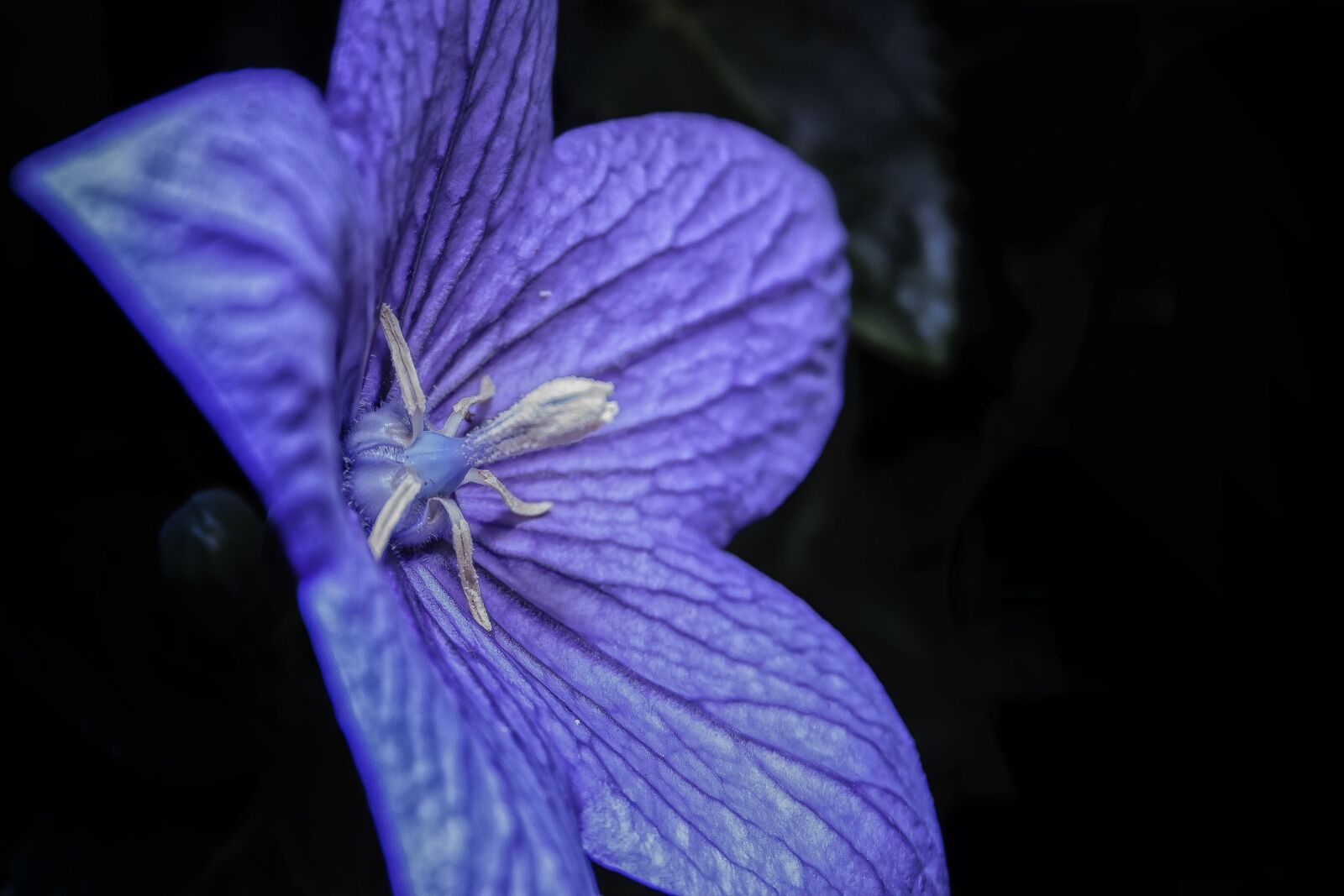 Canon EF-S 18-55mm F3.5-5.6 II sample photo. Platycodon, balloon flower, blue photography