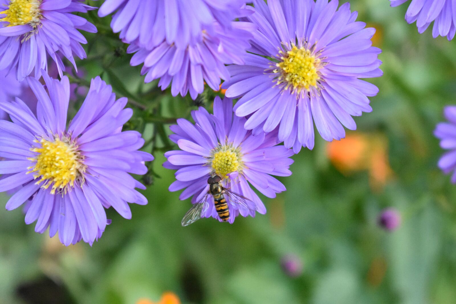 Nikon D3400 sample photo. Santbrink, astra, novoblogika photography