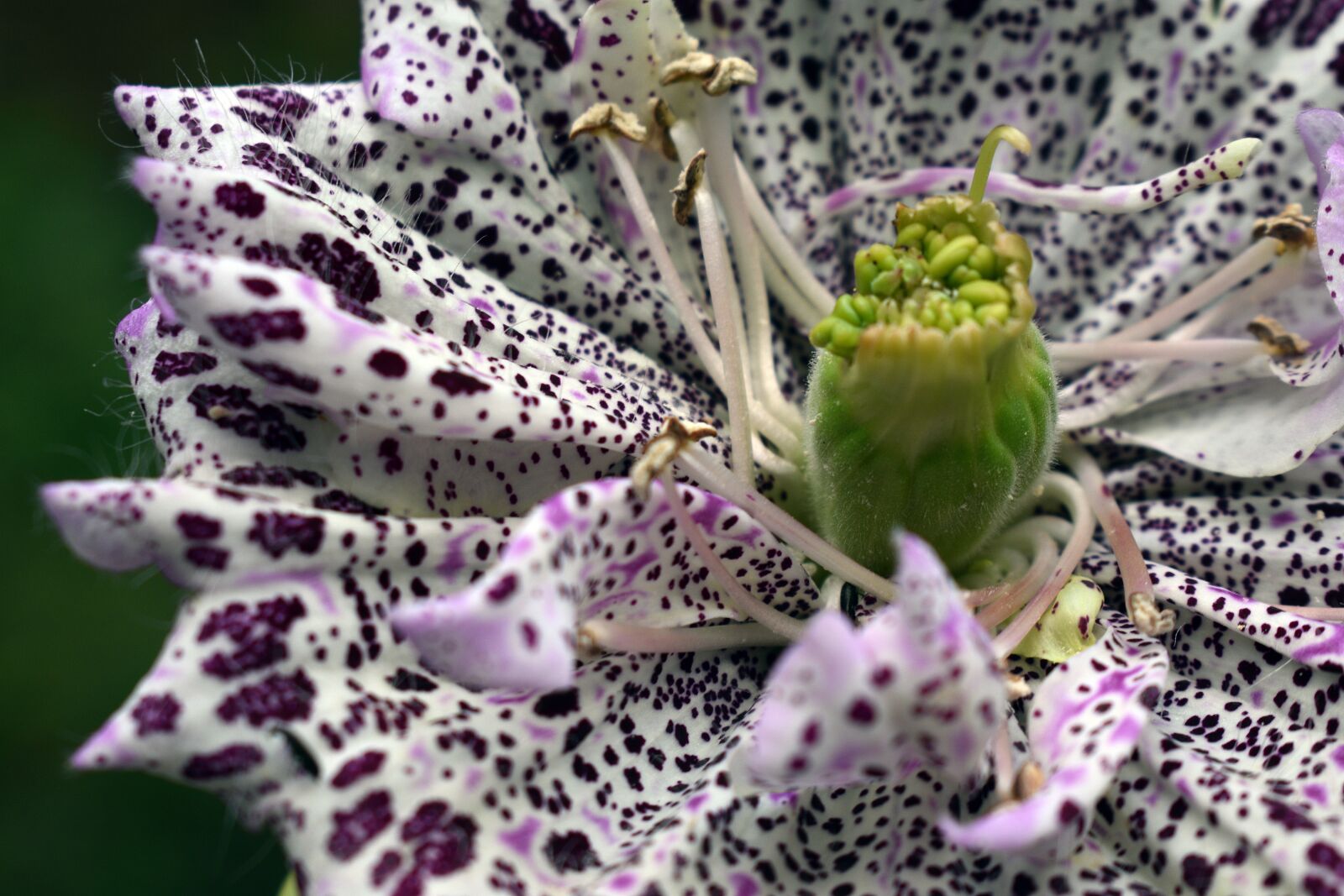 Nikon D3400 sample photo. Flowers, spring, flower photography