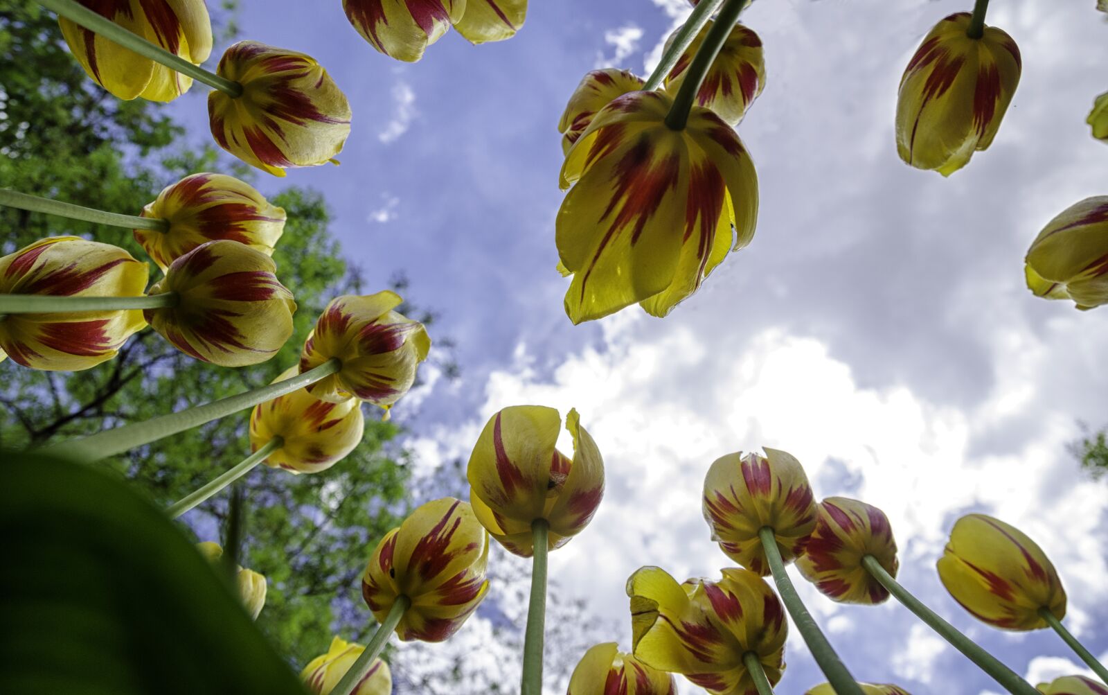 Nikon D7000 sample photo. Tulips, flower, yellow photography