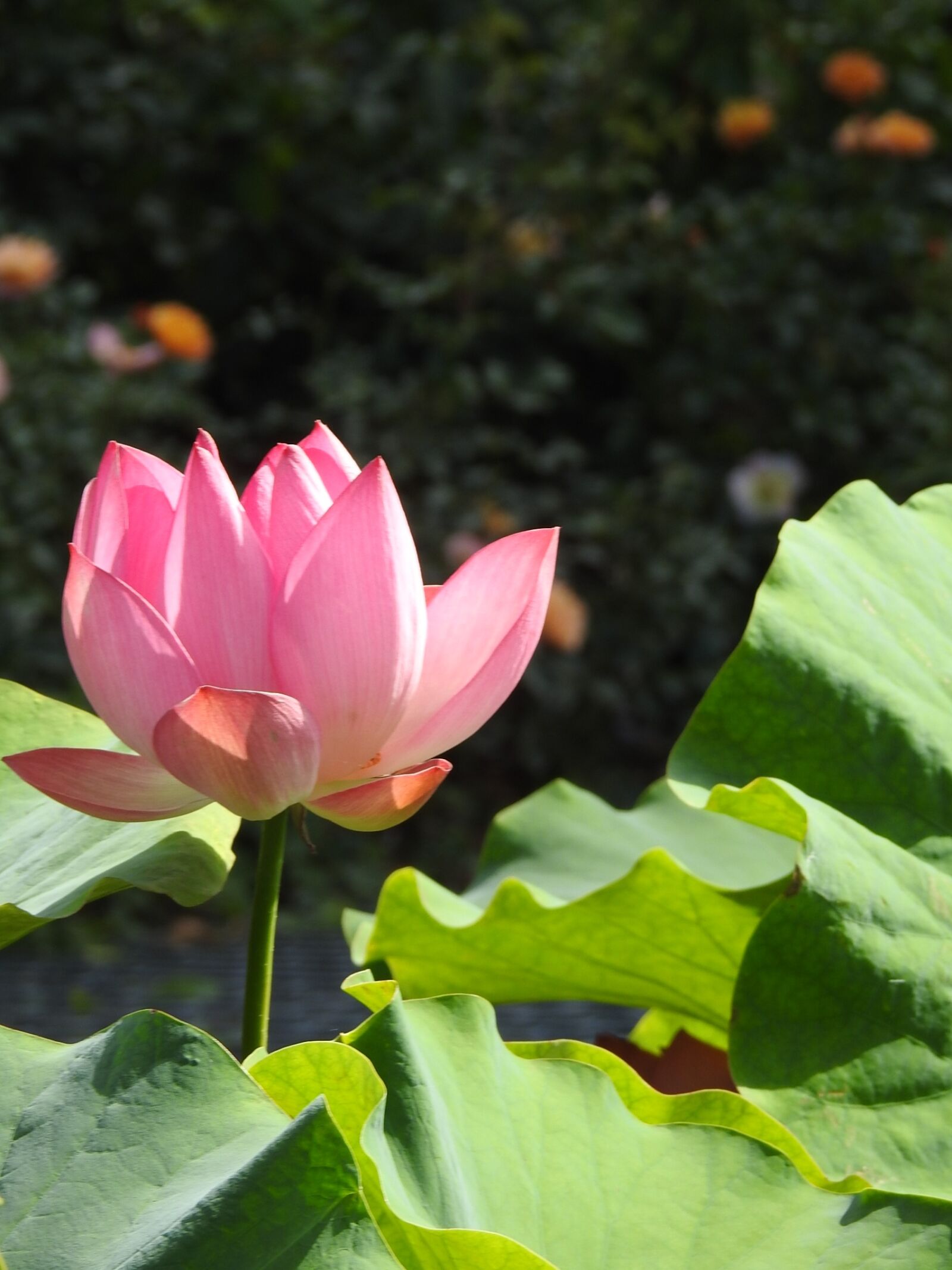 Nikon Coolpix P900 sample photo. Water lily, pink, aquatic photography