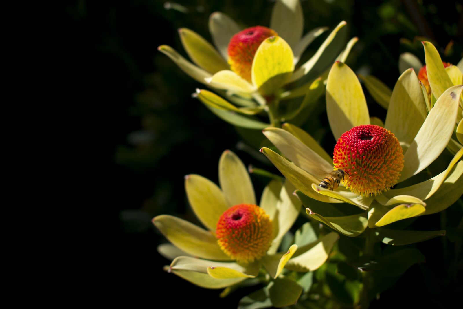 Nikon D3400 sample photo. Nature, flower, leaf photography