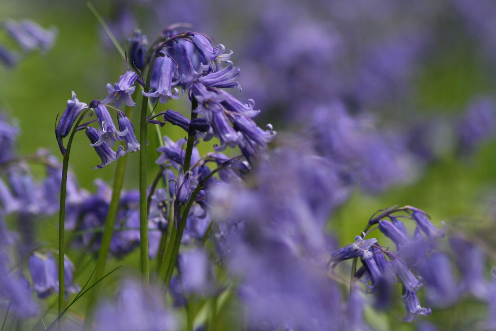 Canon EOS 350D (EOS Digital Rebel XT / EOS Kiss Digital N) sample photo. Bluebells, flower, blue photography