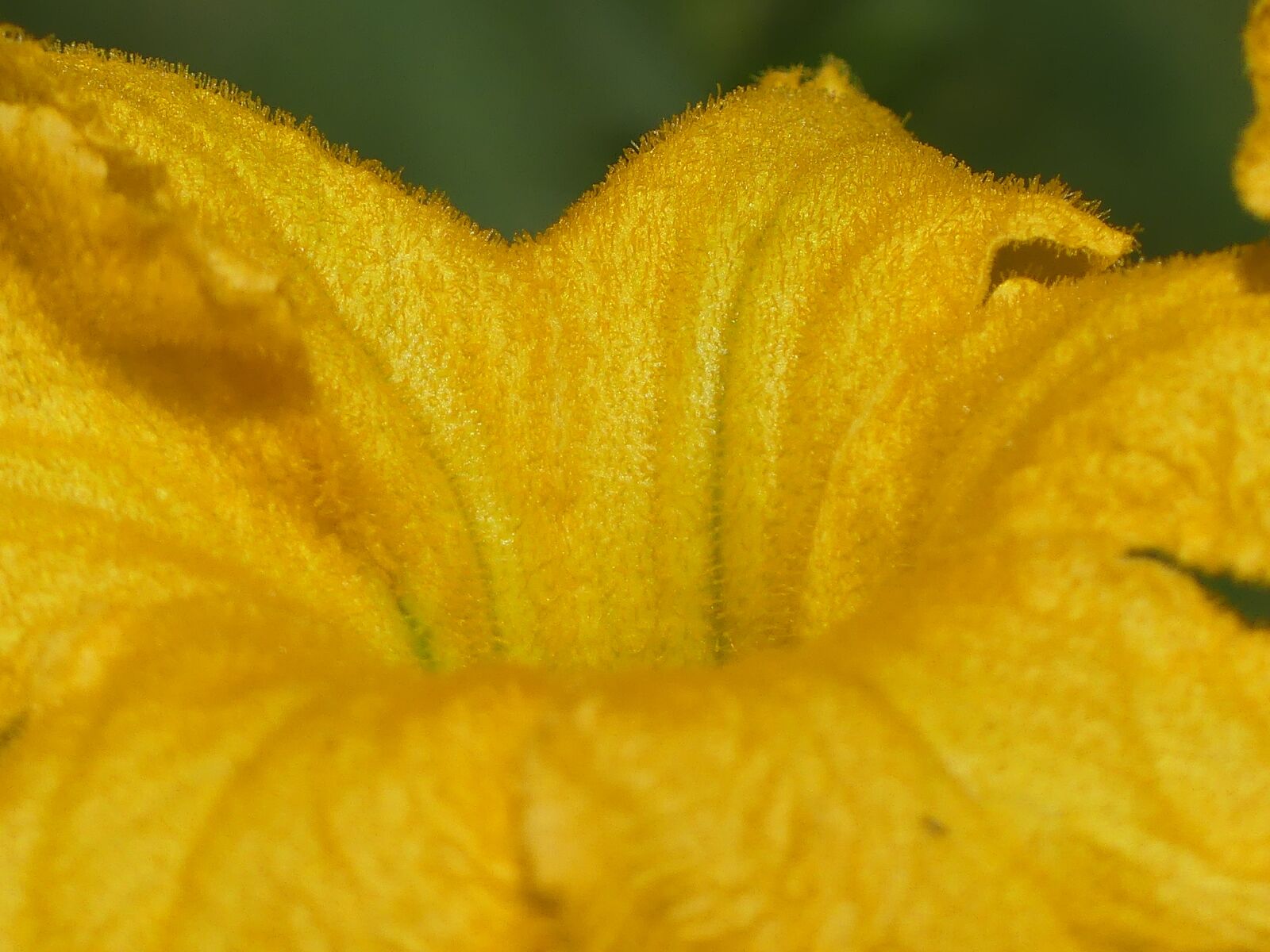 Panasonic Lumix DMC-FZ300 sample photo. Zucca, fiore, flower photography