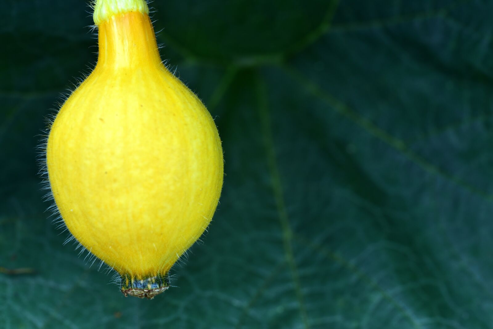 Nikon D750 sample photo. Pumpkin, immature, healthy photography