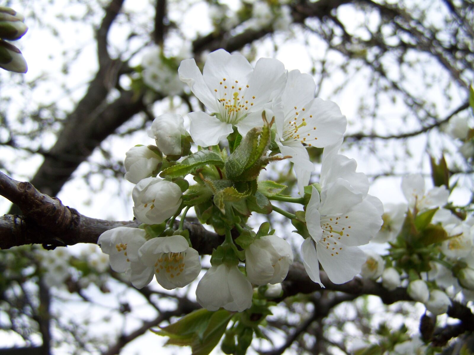 Kodak EASYSHARE ZD710 ZOOM DIGITAL CAMERA sample photo. Cherry tree flower, white photography