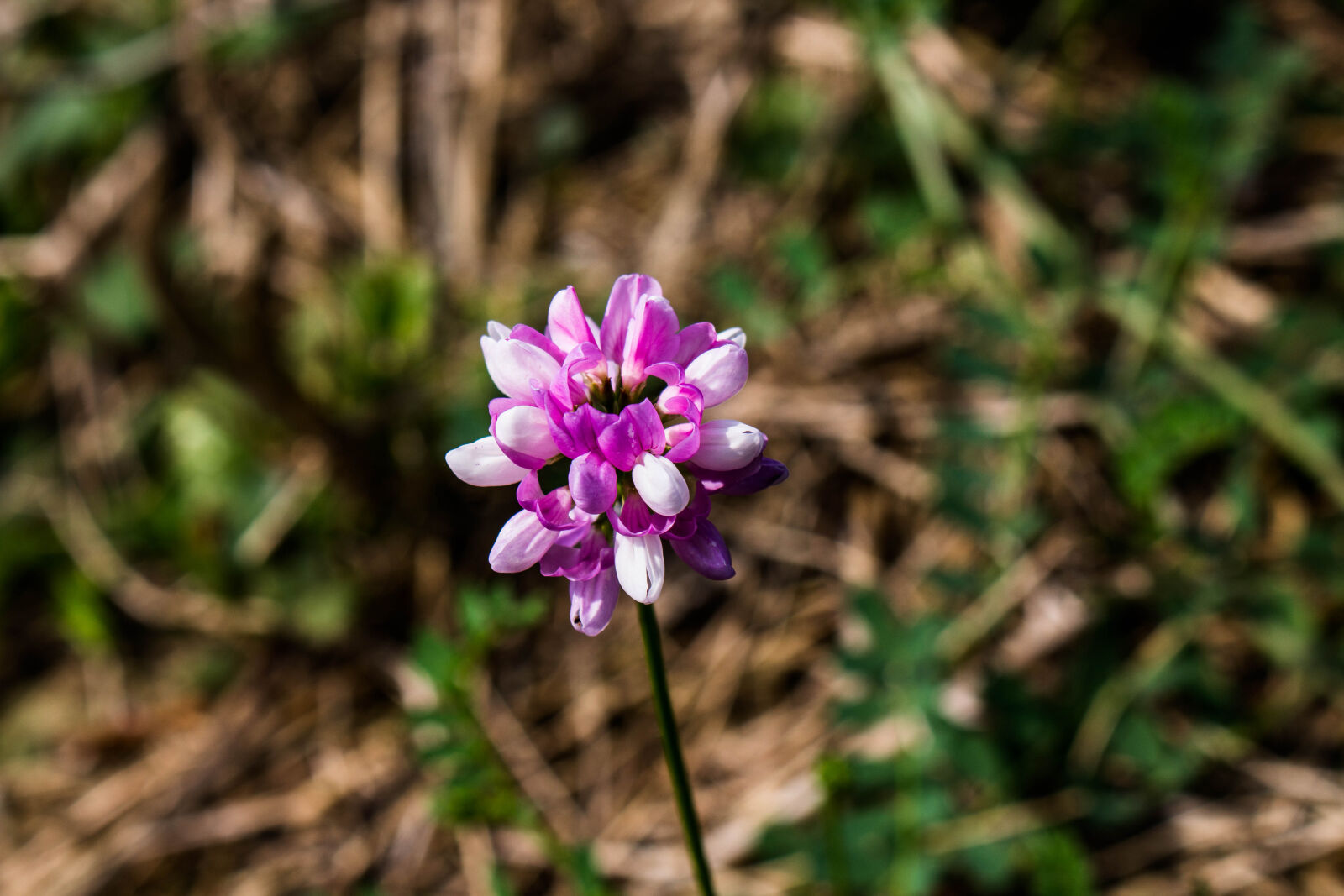 Canon EOS 700D (EOS Rebel T5i / EOS Kiss X7i) sample photo