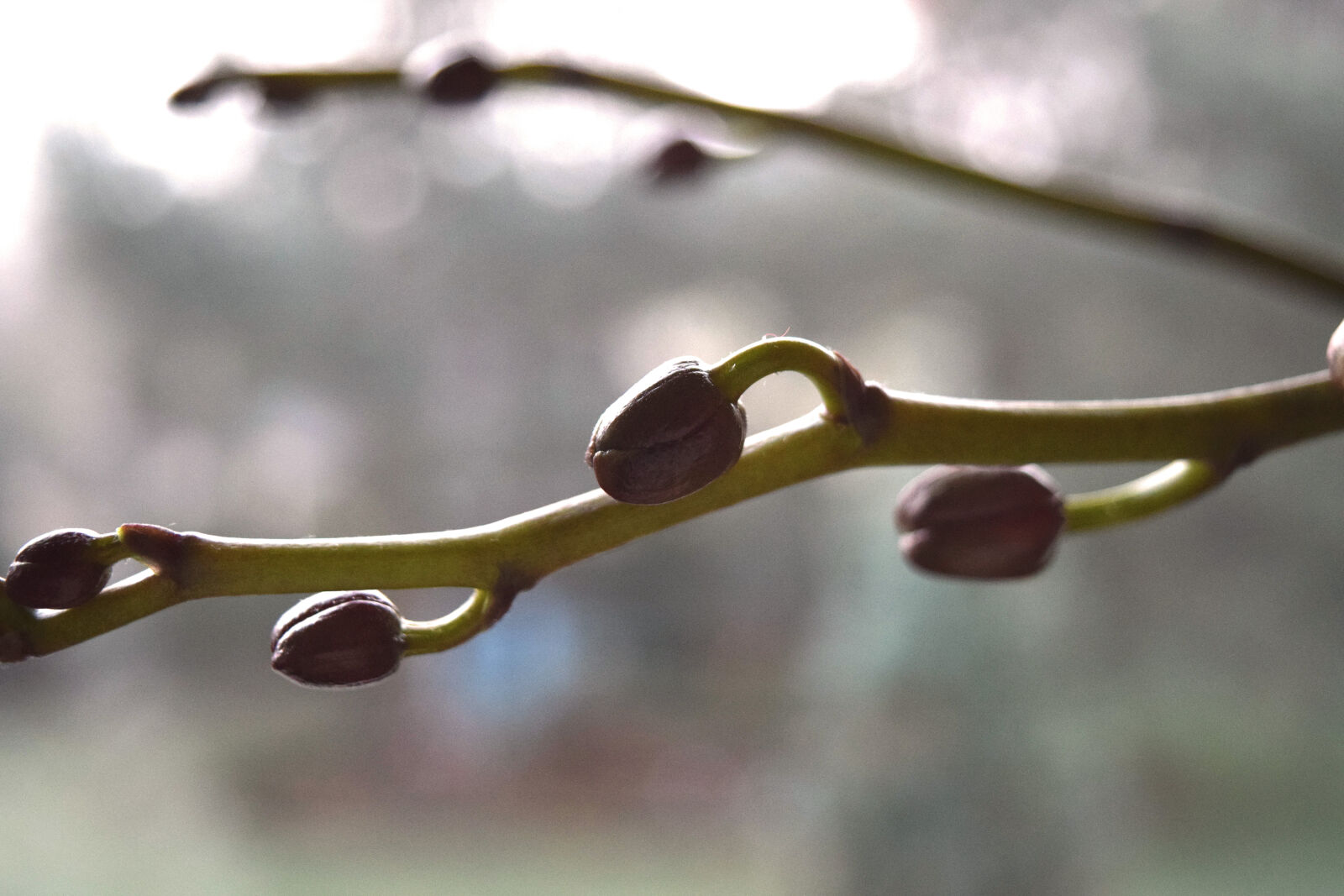 Nikon D3300 sample photo. Bloom, bud, nature, orchid photography