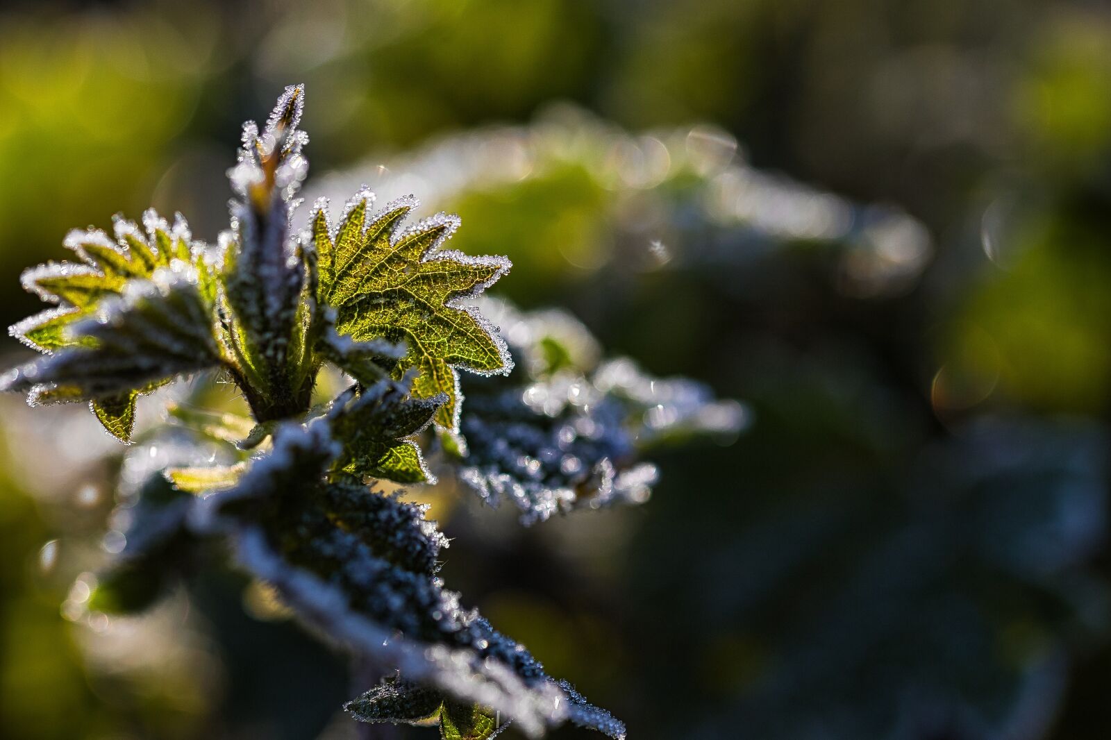 Canon EOS RP sample photo. Hoarfrost, frost, frozen photography
