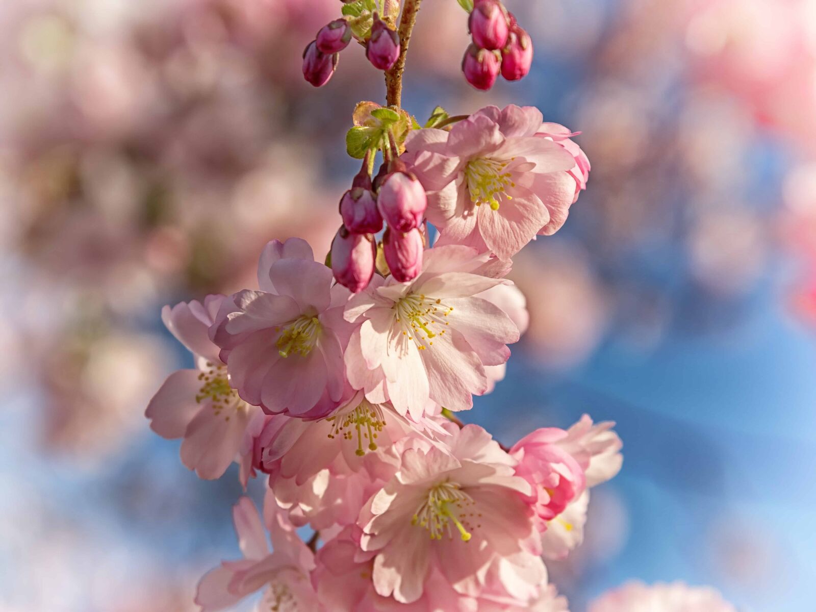 Nikon D3300 sample photo. Branch, flora, nature, cherry photography