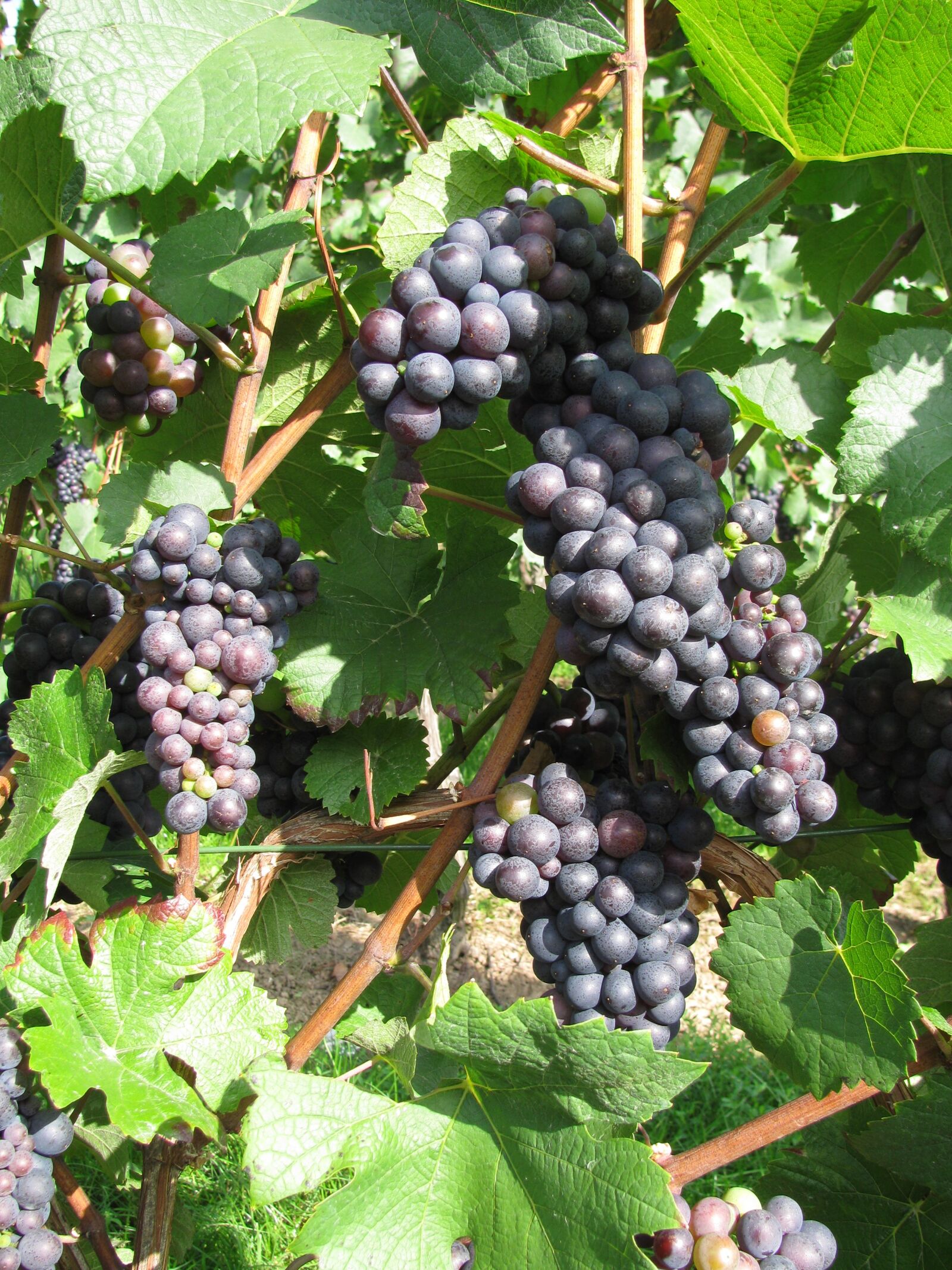 Canon PowerShot SX110 IS sample photo. Grape, wine, grapes photography