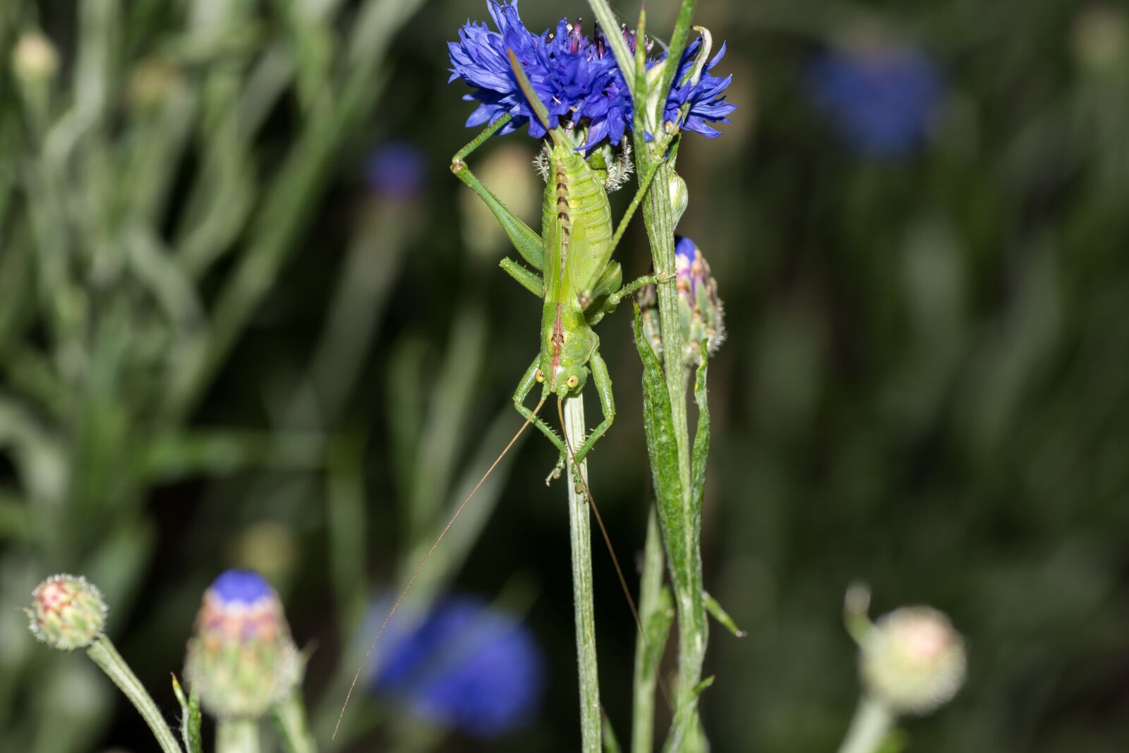 Canon EOS 7D Mark II sample photo. Grasshopper, grass horse, viridissima photography