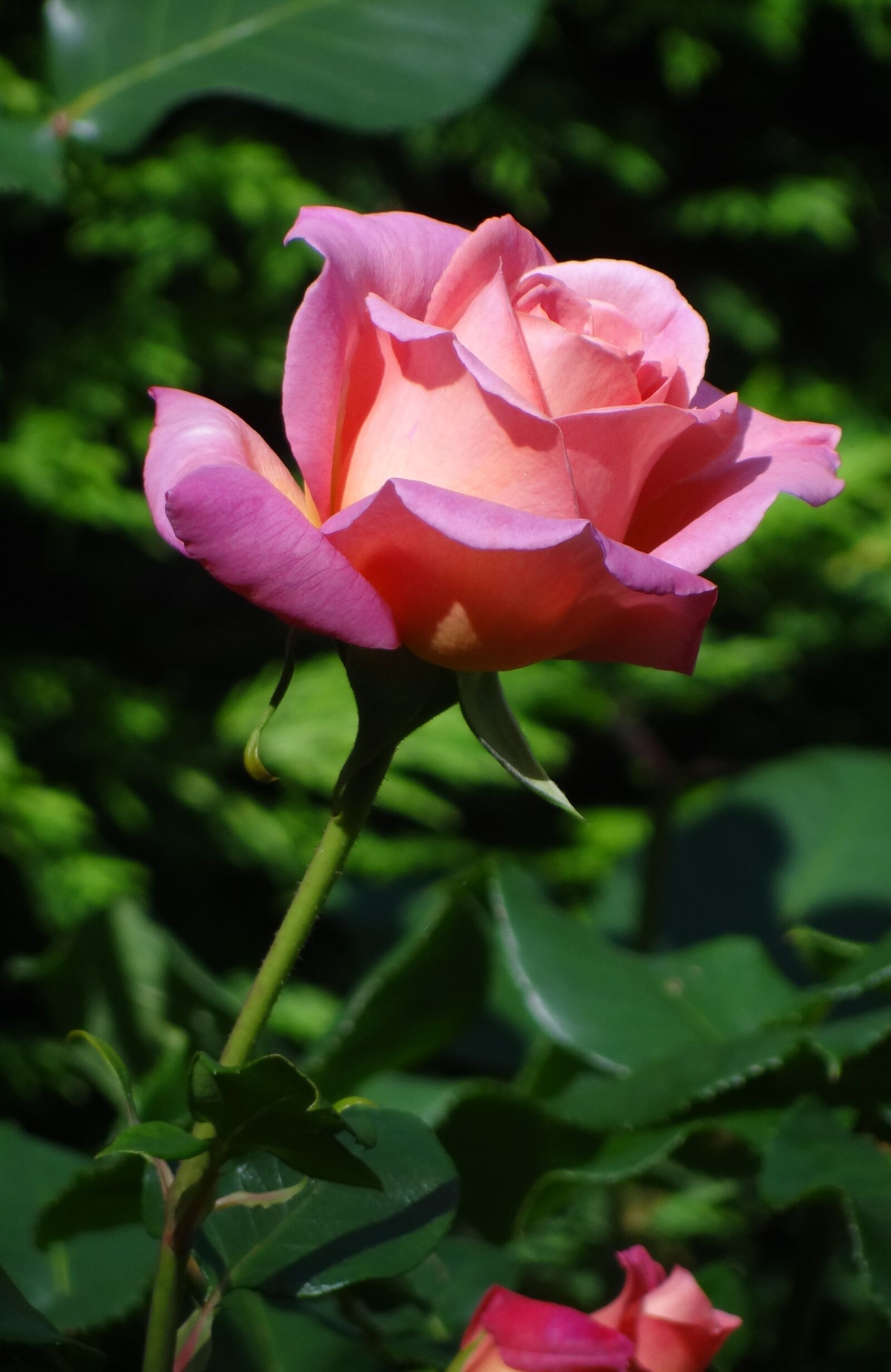 Sony Cyber-shot DSC-HX100V sample photo. Pink rose, rose, summer photography