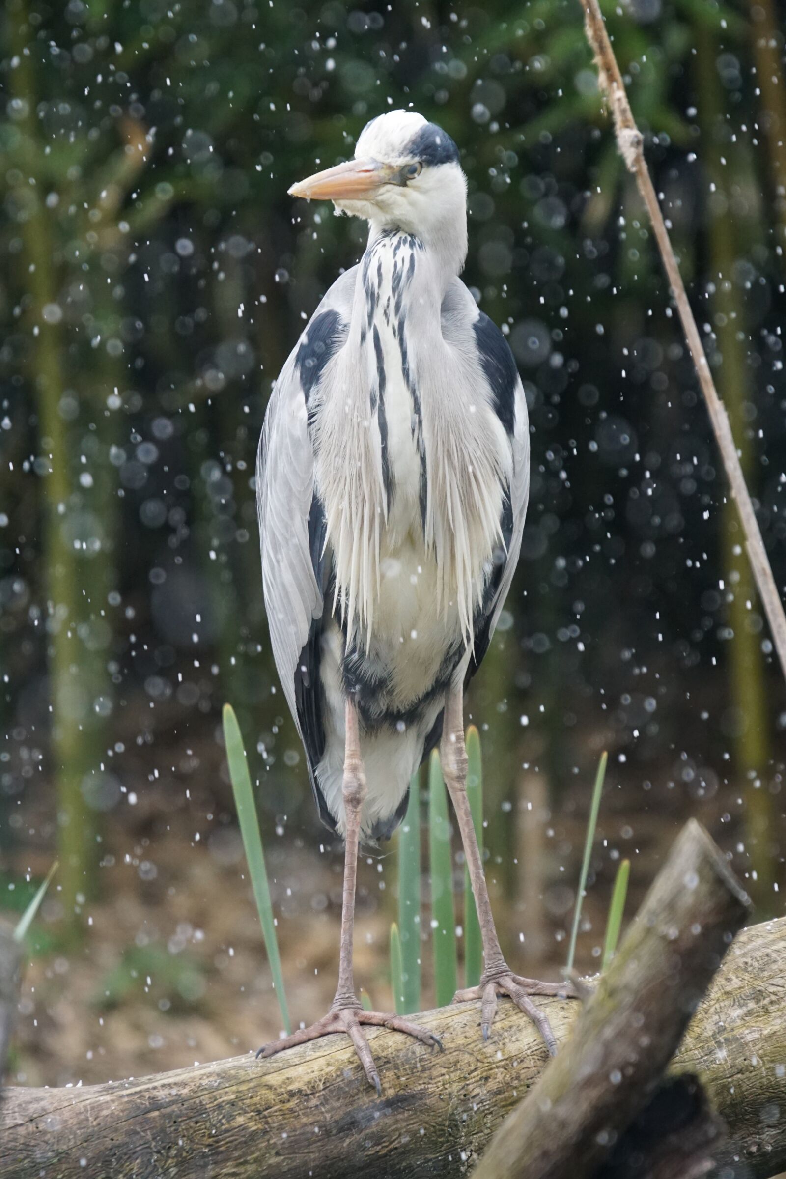 Sony ILCA-77M2 + Sony 70-400mm F4-5.6 G SSM sample photo. Heron, snowfall, grey heron photography