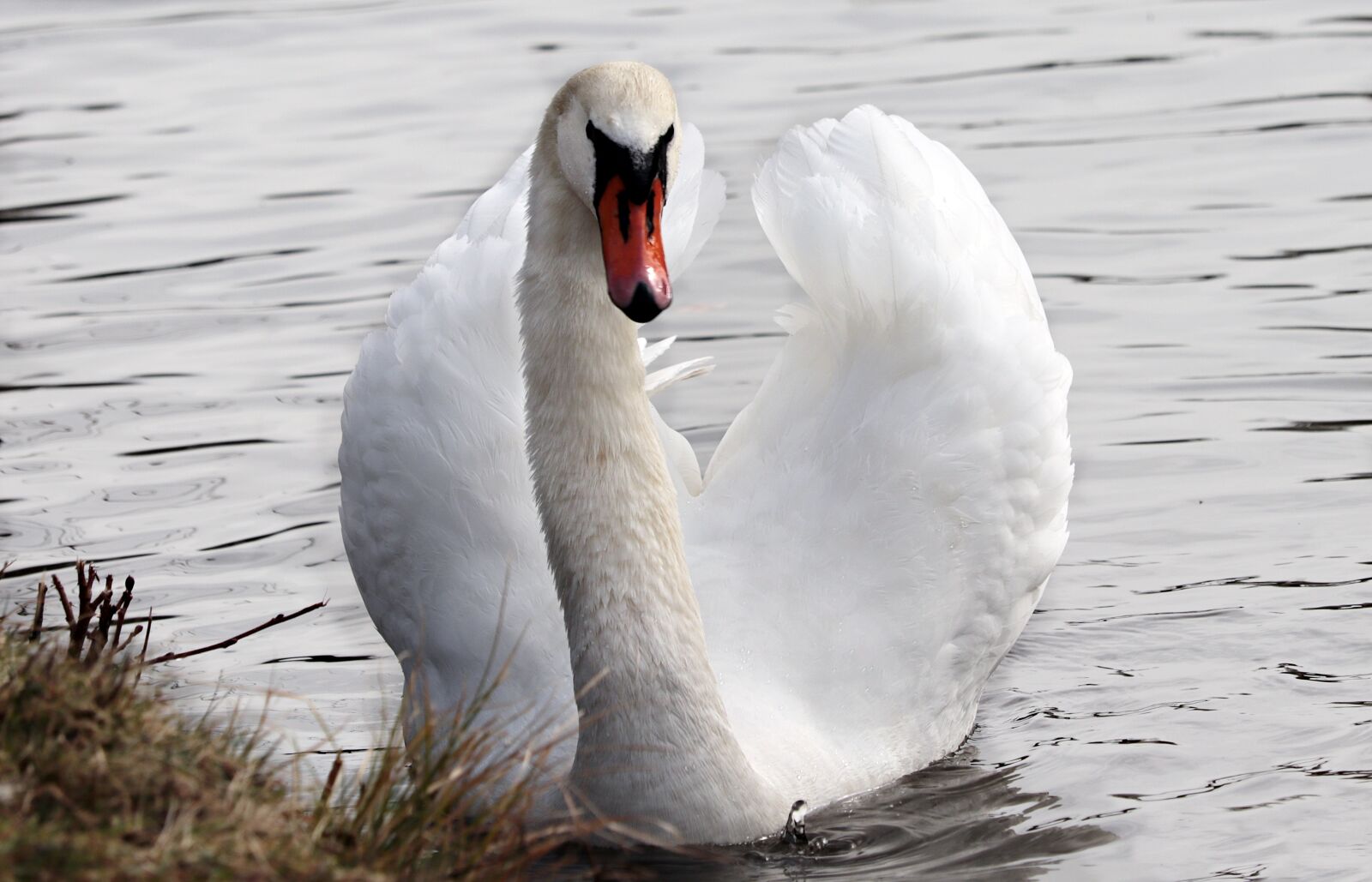 Canon EF-S 55-250mm F4-5.6 IS STM sample photo. Swan, white swan, water photography