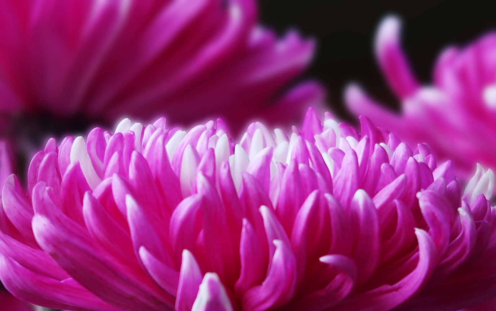 Canon PowerShot G7 X Mark II sample photo. Chrysanthemum, flower, pink photography