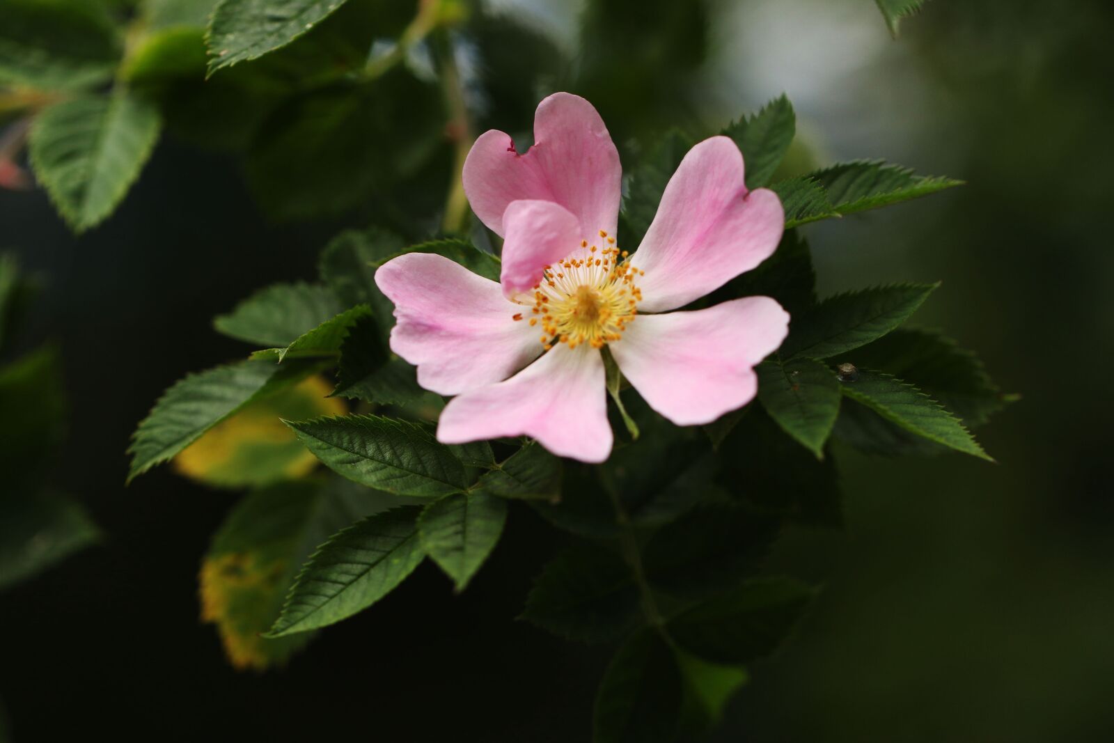 Canon EOS 7D Mark II sample photo. Flower, pink, nature photography