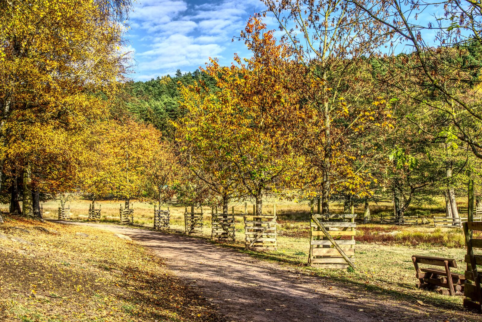 Sony a6000 sample photo. Trees, colorful, leaves photography
