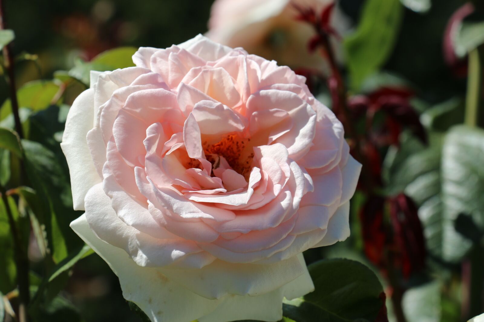 Canon EOS 70D sample photo. Pink, rose, flower photography