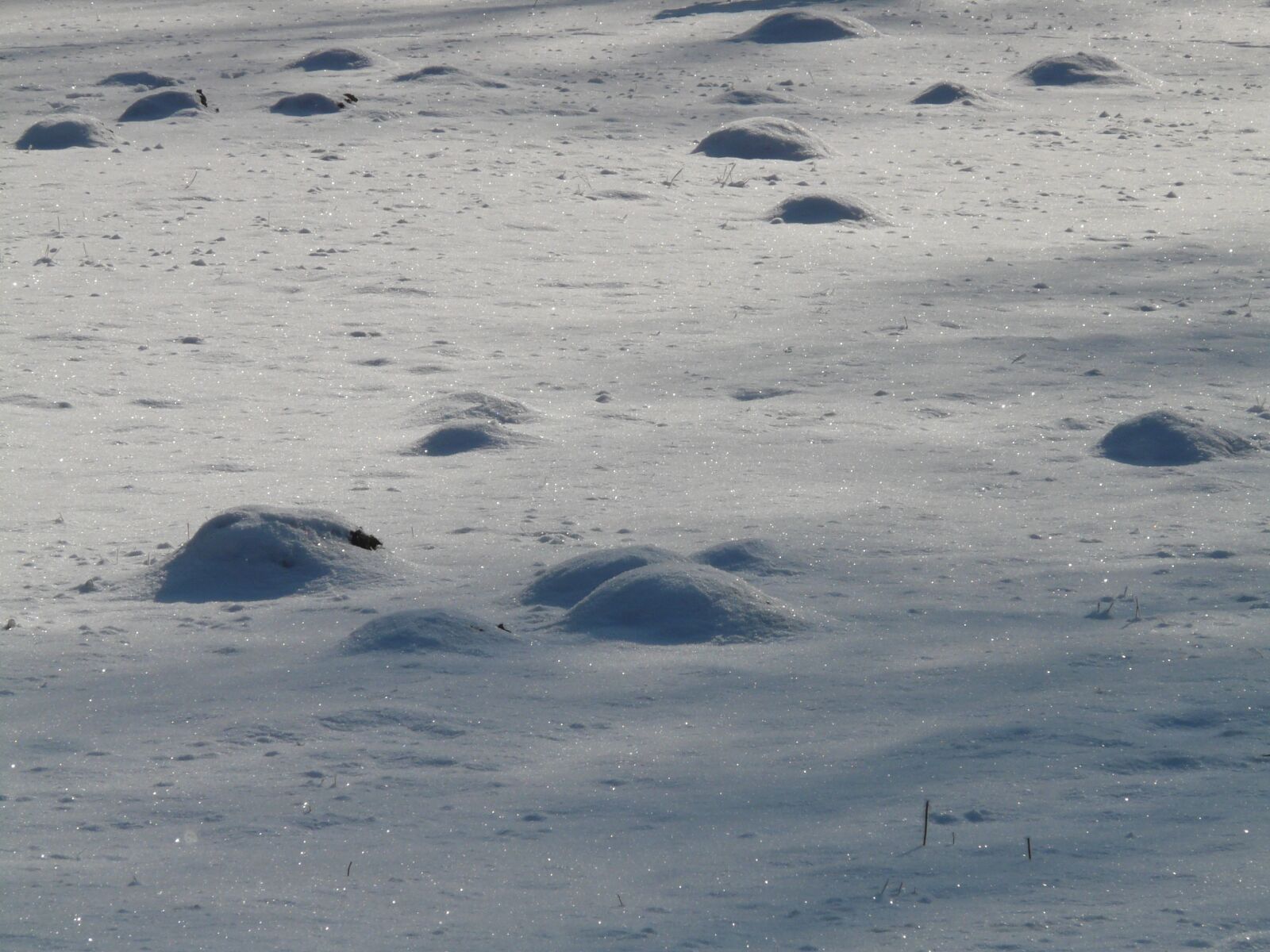 Panasonic DMC-FZ18 sample photo. Molehill, wintry, cold photography