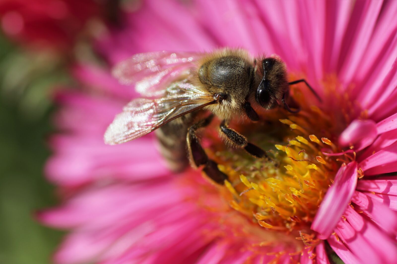 Sony SLT-A58 sample photo. Bee, insect, pollen photography