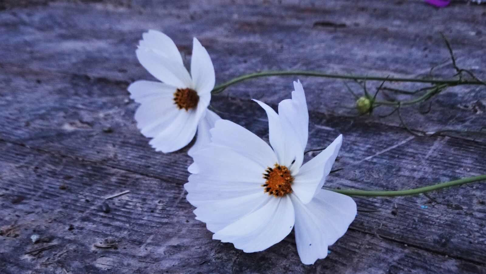 Sony Cyber-shot DSC-HX300 sample photo. Flowers, white flowers, petals photography
